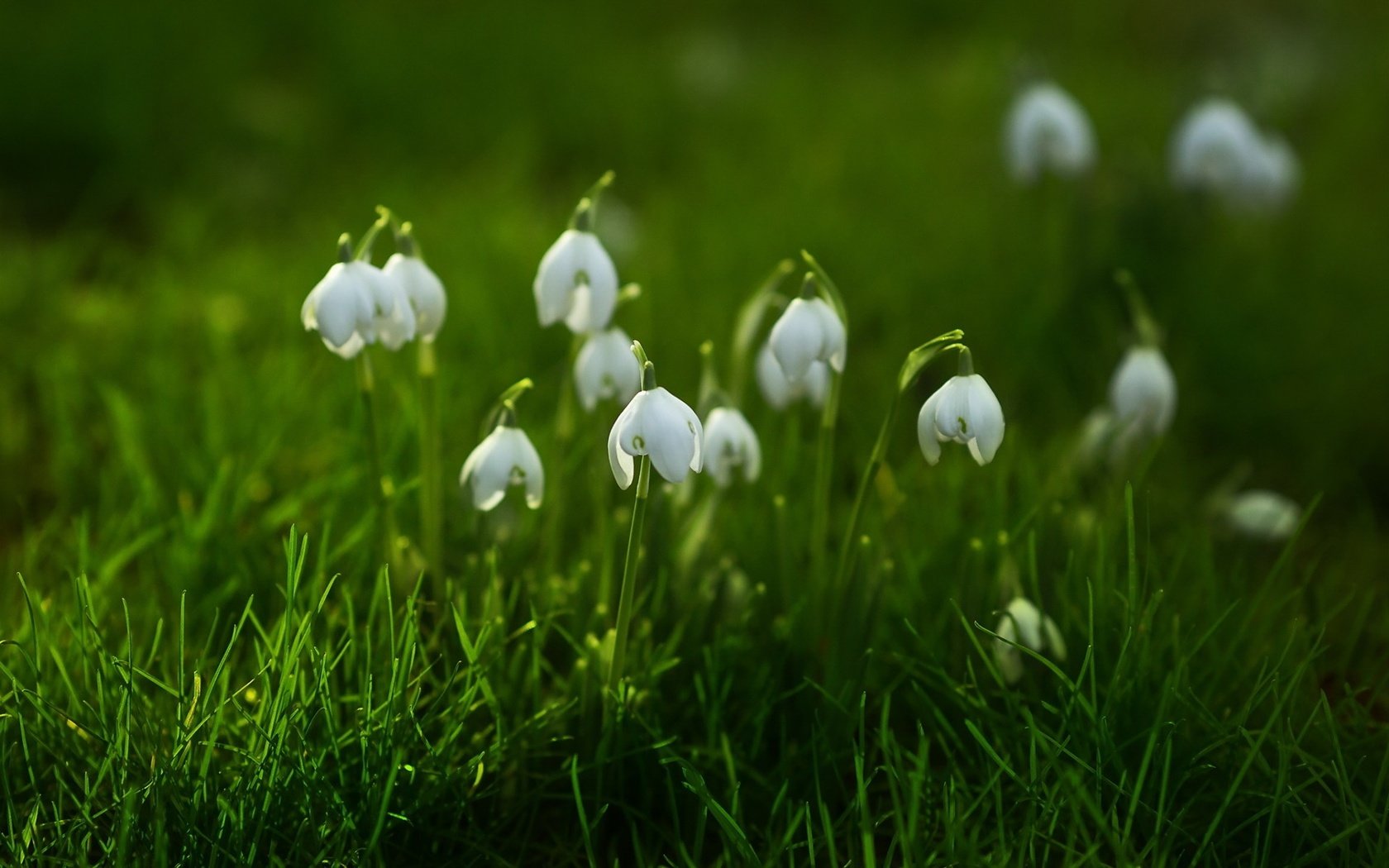 Обои цветы, трава, природа, фон, весна, подснежники, flowers, grass, nature, background, spring, snowdrops разрешение 1920x1200 Загрузить