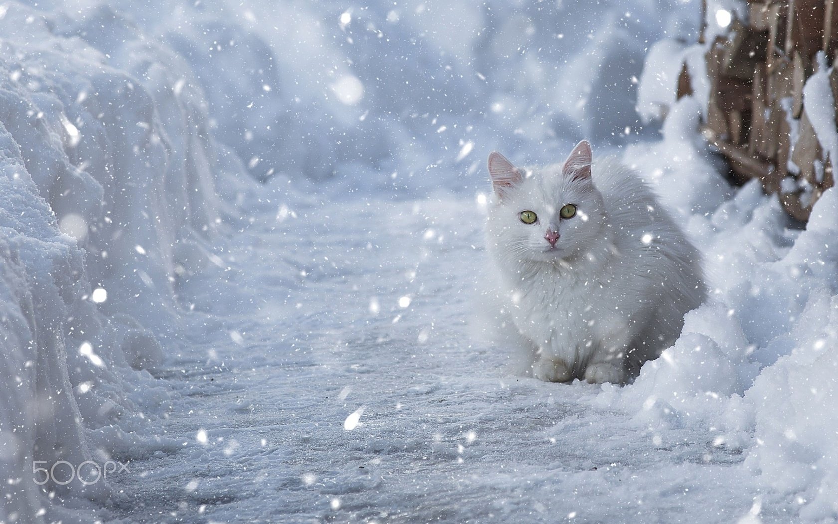 Обои глаза, снег, зима, кот, мордочка, кошка, взгляд, eyes, snow, winter, cat, muzzle, look разрешение 1920x1200 Загрузить