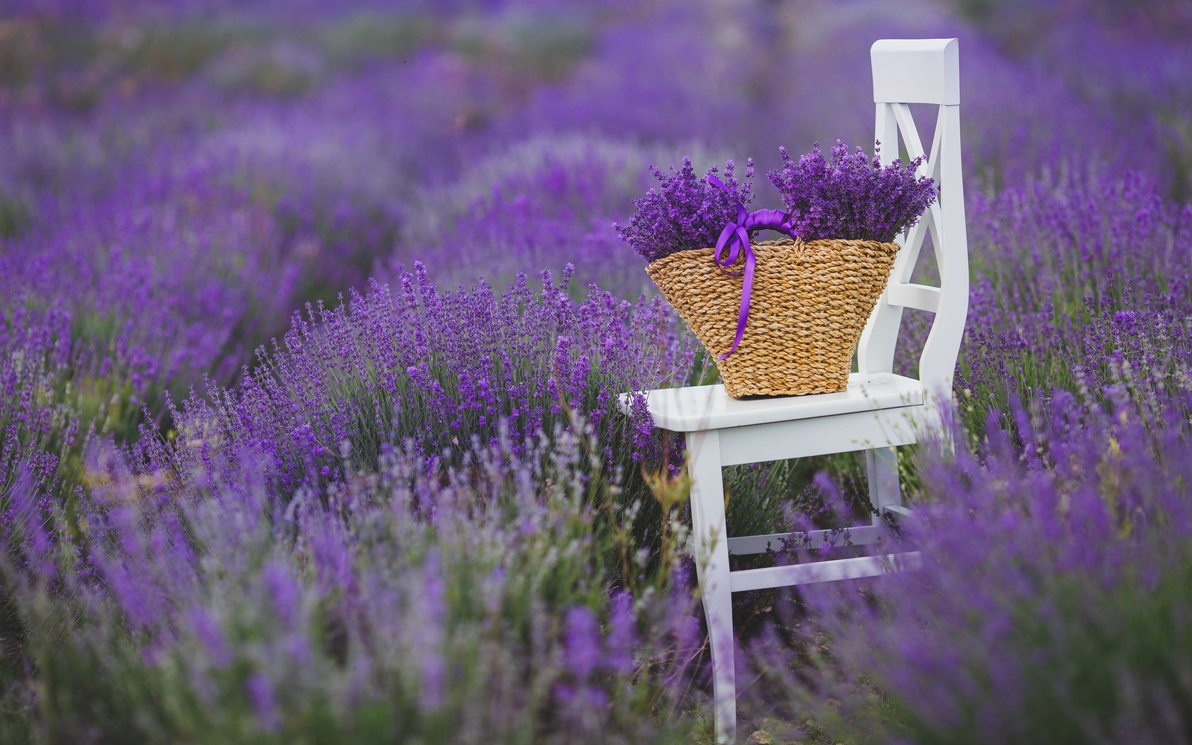 Обои цветы, поле, лаванда, стул, букет, корзина, flowers, field, lavender, chair, bouquet, basket разрешение 3840x2400 Загрузить