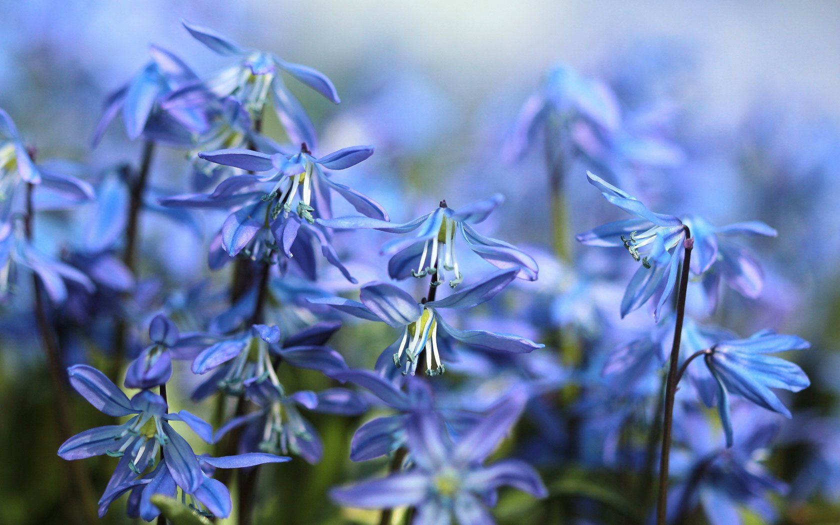 Обои цветы, весна, пролеска, flowers, spring, scilla разрешение 2880x1800 Загрузить