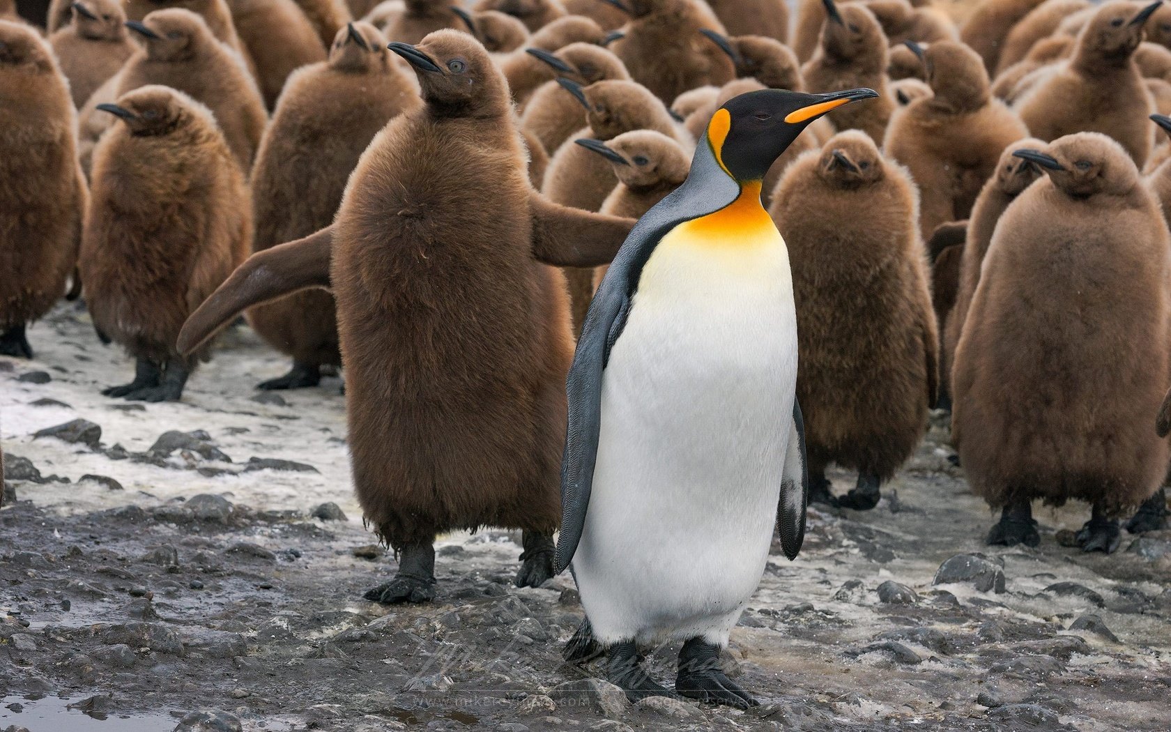 Обои птицы, пингвин, дикая природа, пингвины, детеныши, birds, penguin, wildlife, penguins, cubs разрешение 1920x1200 Загрузить