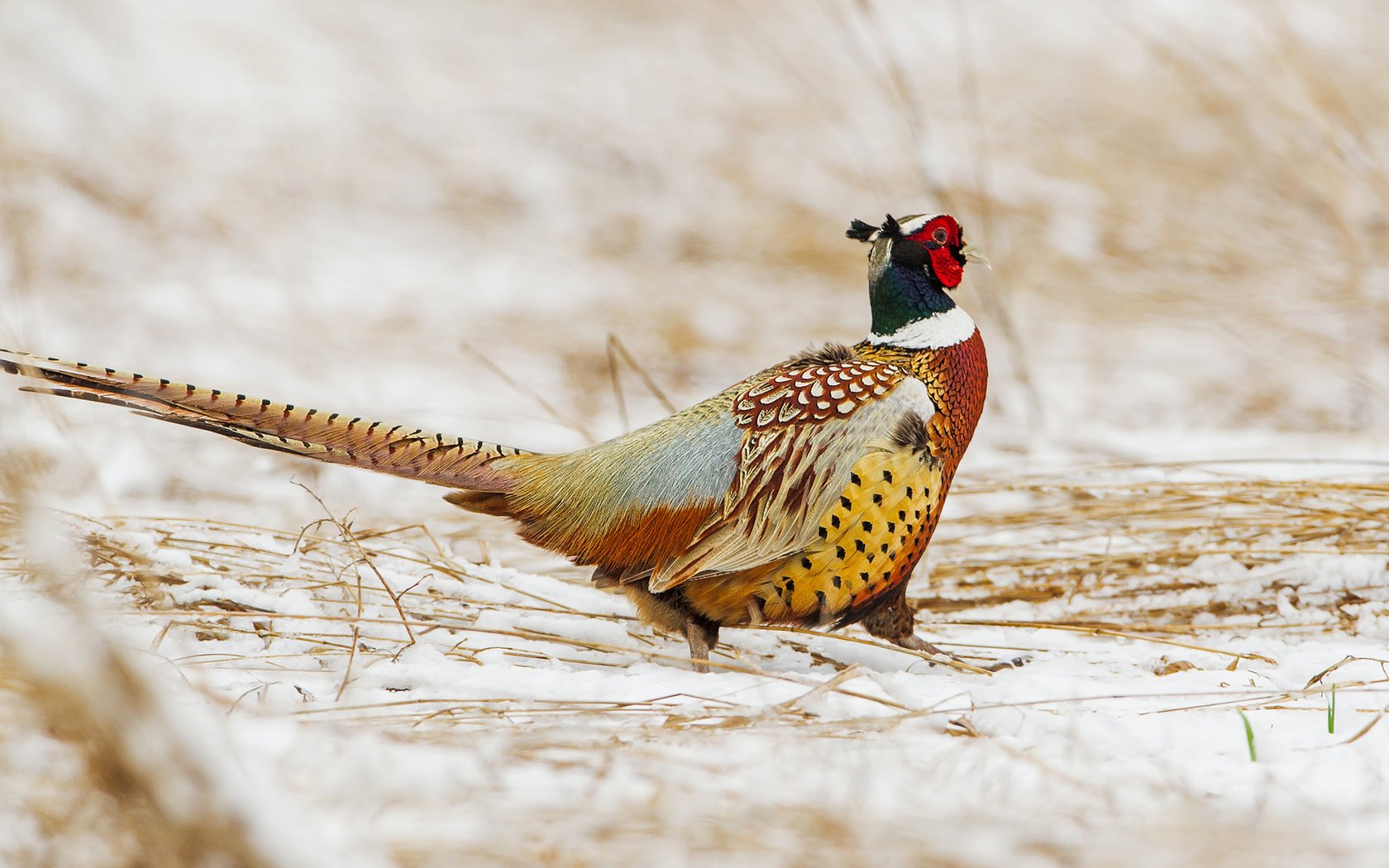 Обои снег, зима, птица, клюв, перья, хвост, фазан, snow, winter, bird, beak, feathers, tail, pheasant разрешение 1920x1277 Загрузить