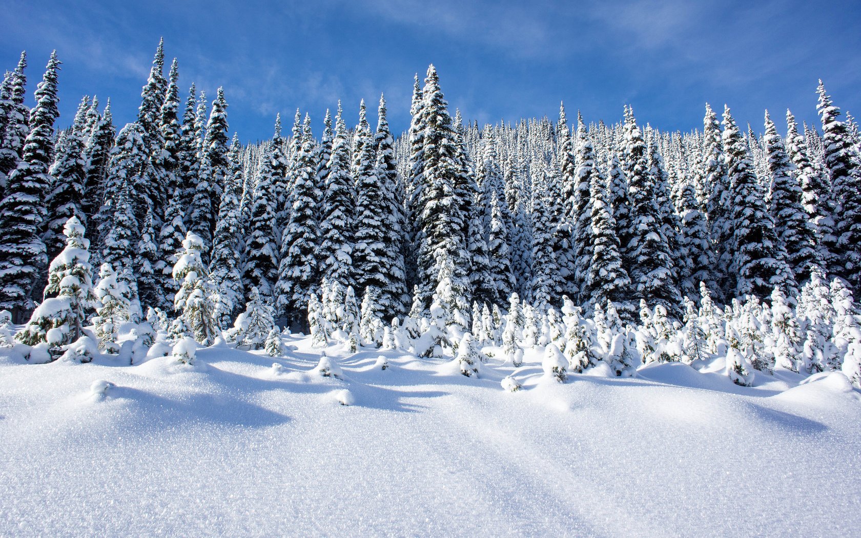 Обои небо, деревья, снег, лес, зима, пейзаж, сугробы, the sky, trees, snow, forest, winter, landscape, the snow разрешение 1920x1276 Загрузить