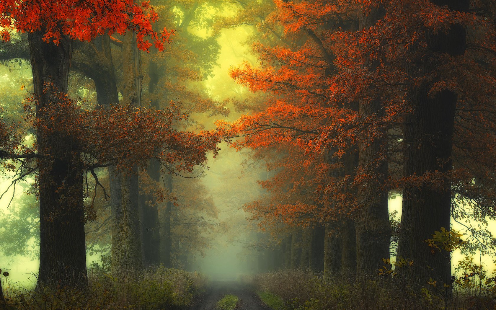 Обои дорога, деревья, природа, лес, туман, осень, road, trees, nature, forest, fog, autumn разрешение 1920x1200 Загрузить
