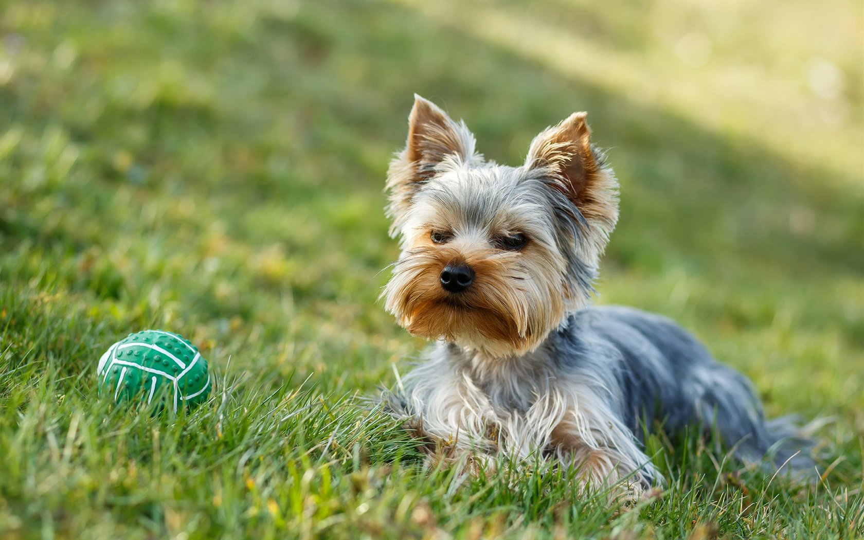 Обои трава, собака, мячик, йорк, йоркширский терьер, artush, grass, dog, the ball, york, yorkshire terrier разрешение 1920x1200 Загрузить