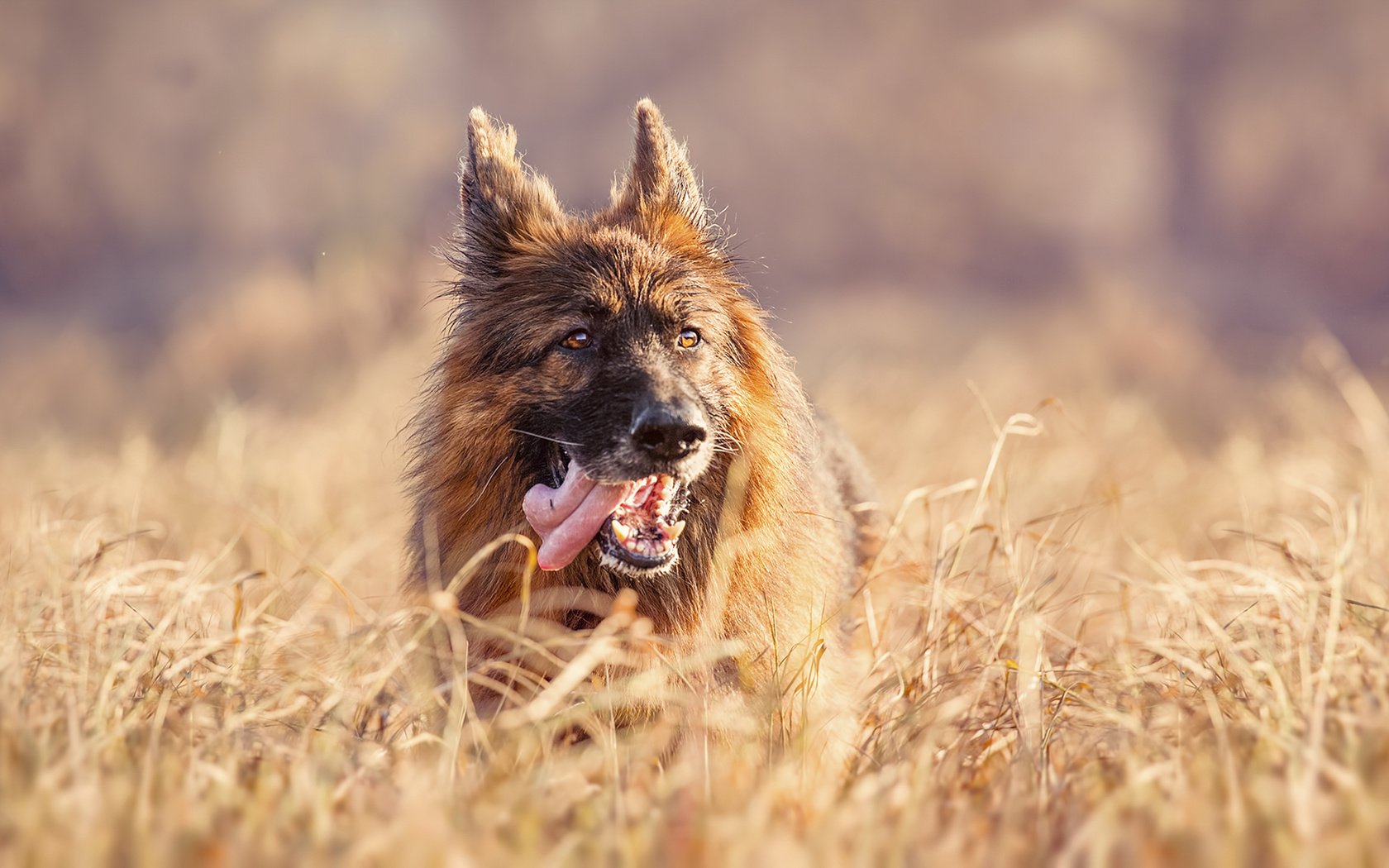 Обои трава, собака, язык, немецкая овчарка, grass, dog, language, german shepherd разрешение 1920x1080 Загрузить