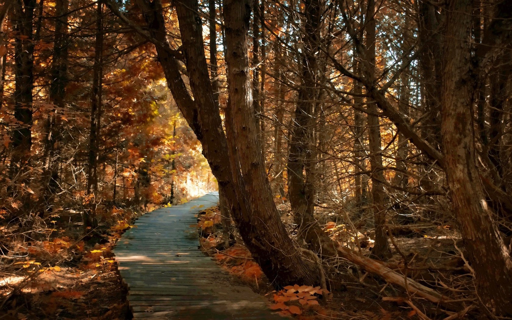 Обои дорога, деревья, природа, лес, осень, road, trees, nature, forest, autumn разрешение 1920x1200 Загрузить