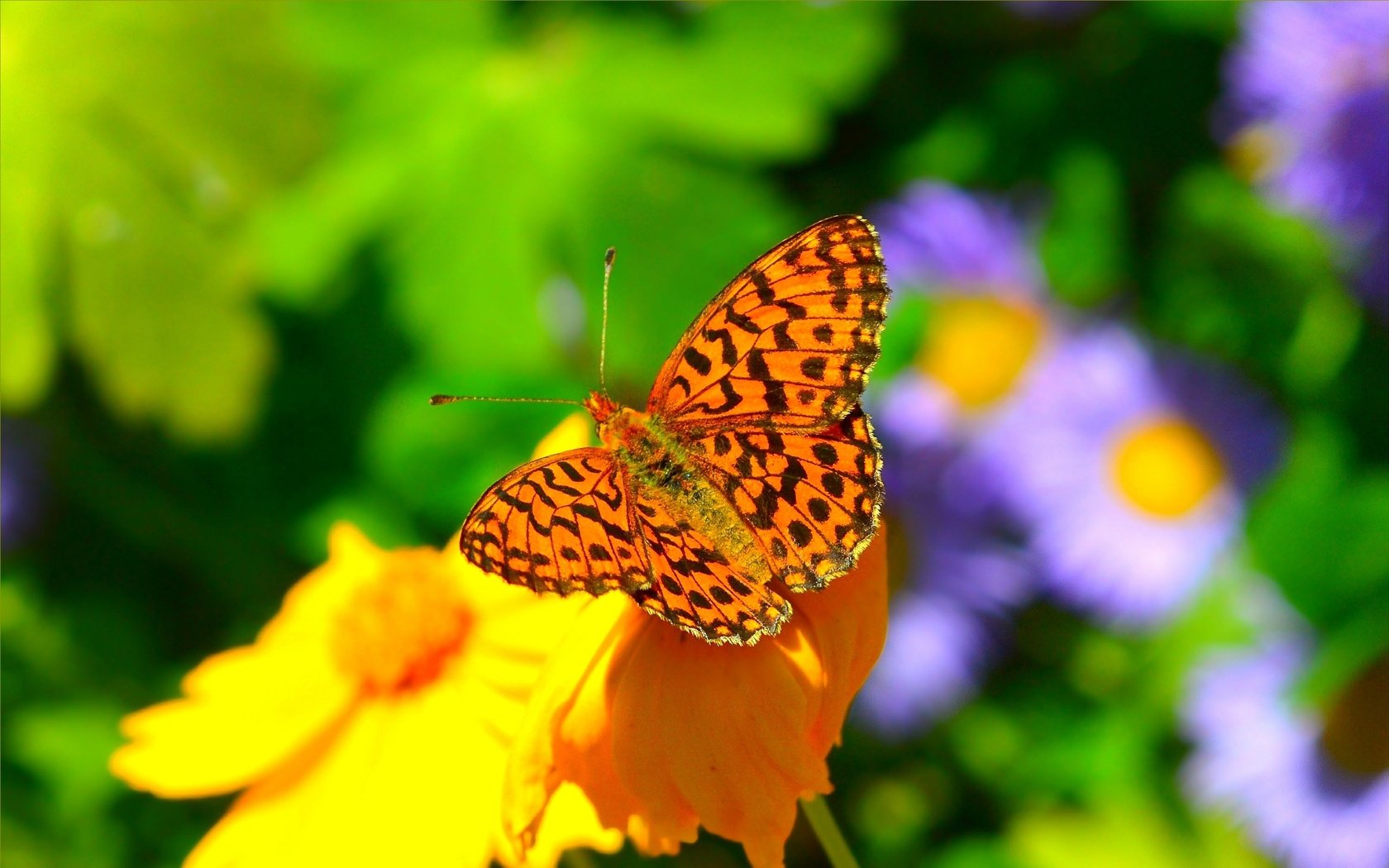 Обои цветы, насекомое, фон, бабочка, крылья, размытость, flowers, insect, background, butterfly, wings, blur разрешение 3002x1875 Загрузить