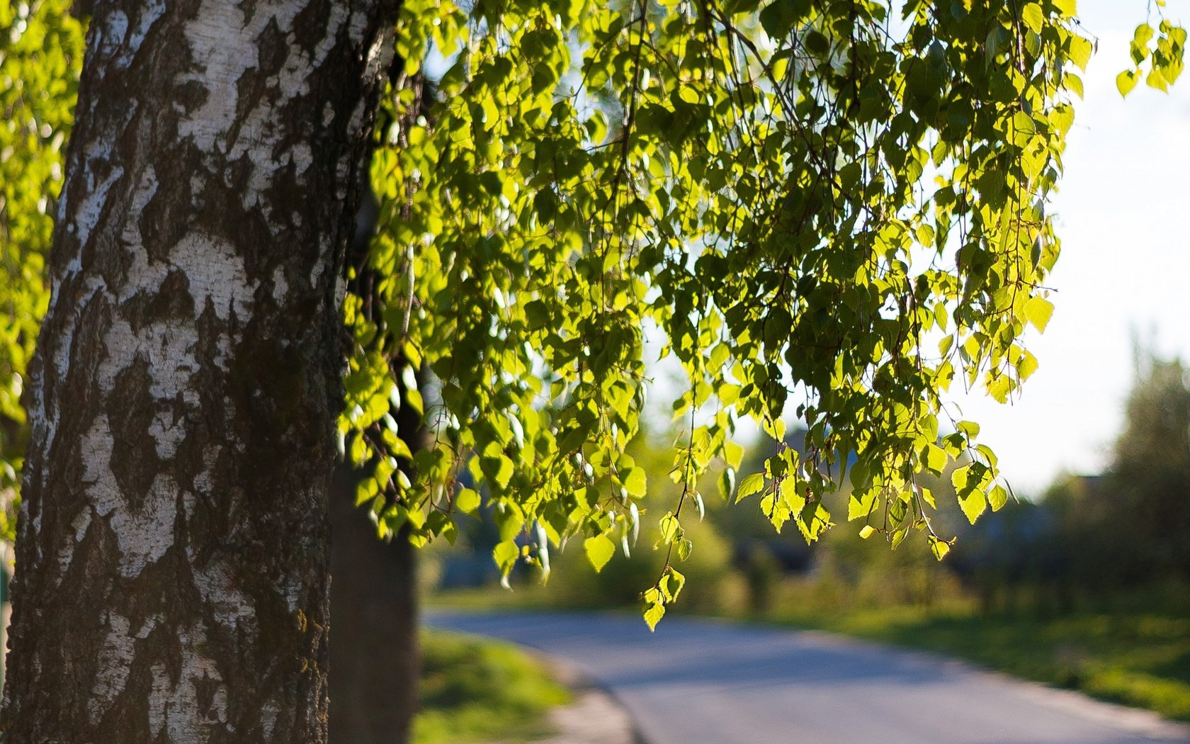 Обои дорога, дерево, листья, ветки, весна, береза, road, tree, leaves, branches, spring, birch разрешение 2880x1800 Загрузить