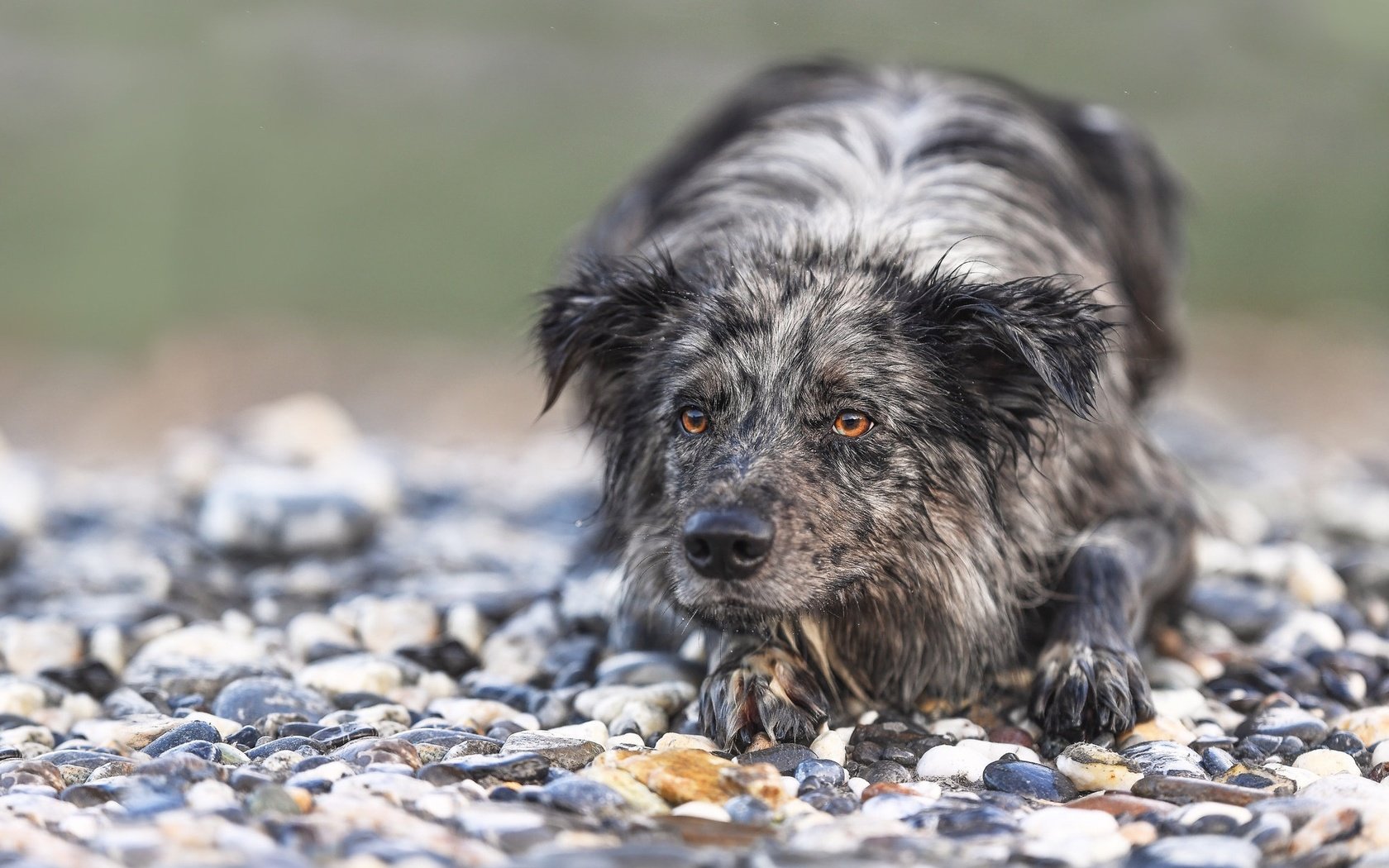 Обои камни, мордочка, взгляд, собака, бордер-колли, stones, muzzle, look, dog, the border collie разрешение 1975x1236 Загрузить