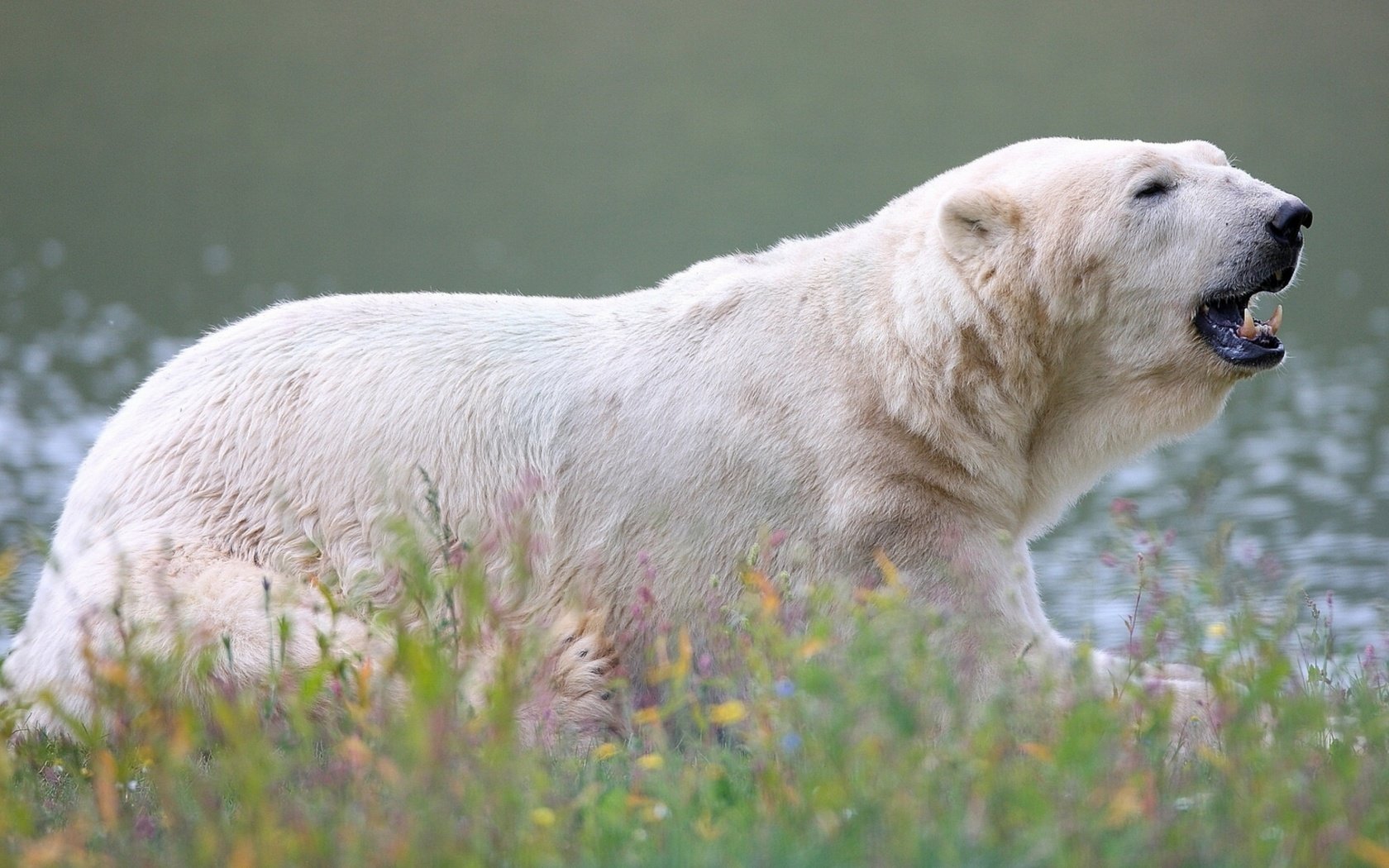 Обои цветы, трава, медведь, белый медведь, полярный, flowers, grass, bear, polar bear, polar разрешение 3840x2160 Загрузить