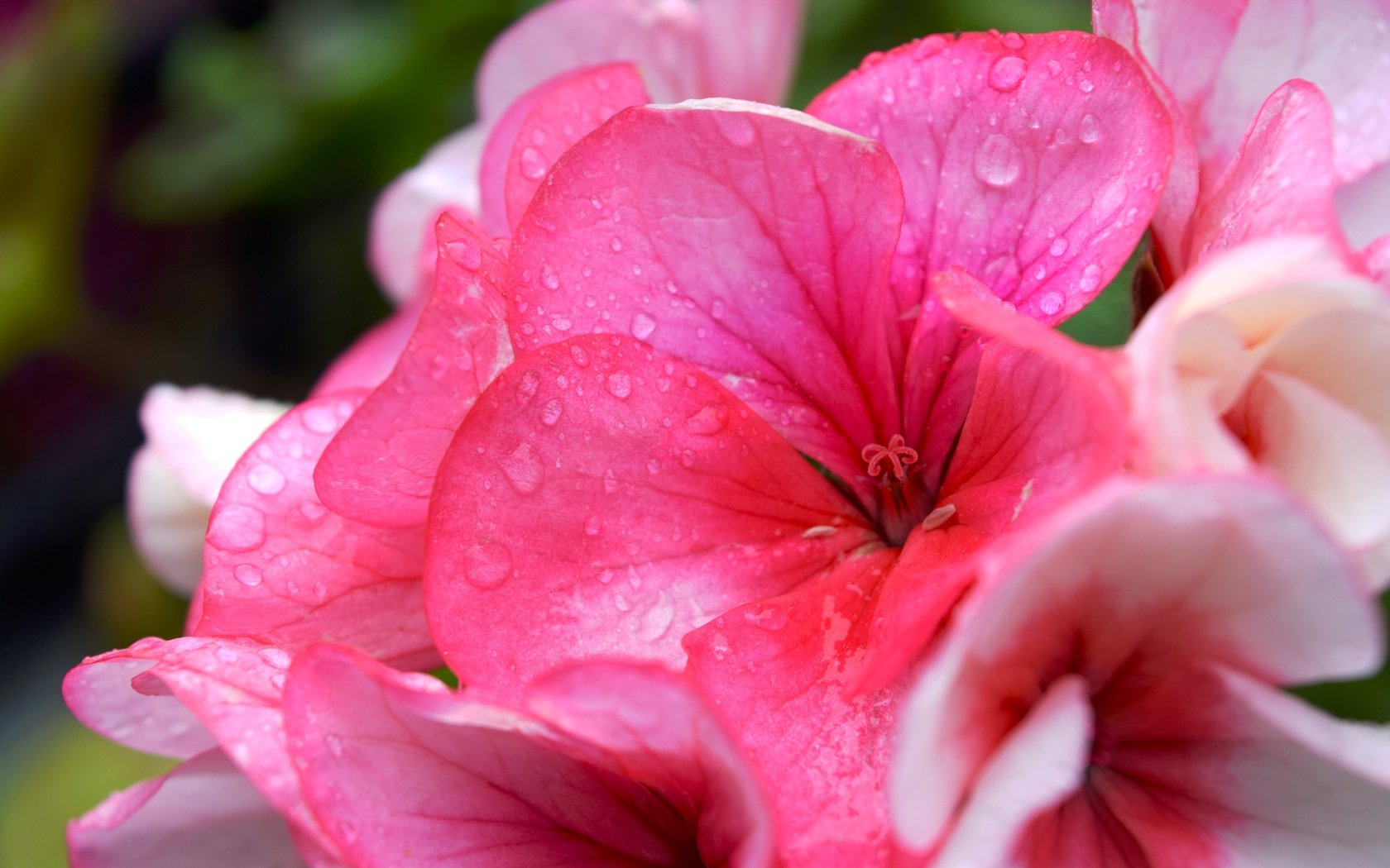 Обои цветок, лето, розовый, капли воды, герань, flower, summer, pink, water drops, geranium разрешение 6000x4000 Загрузить