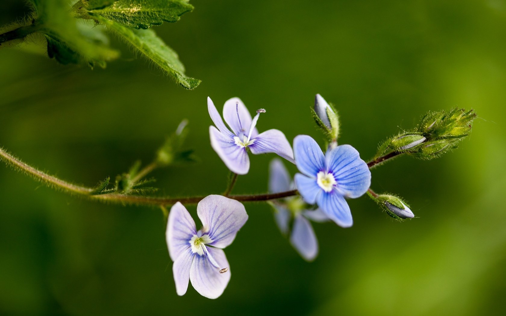 Обои цветы, макро, фон, лепестки, стебель, вероника, flowers, macro, background, petals, stem, veronica разрешение 2048x1365 Загрузить