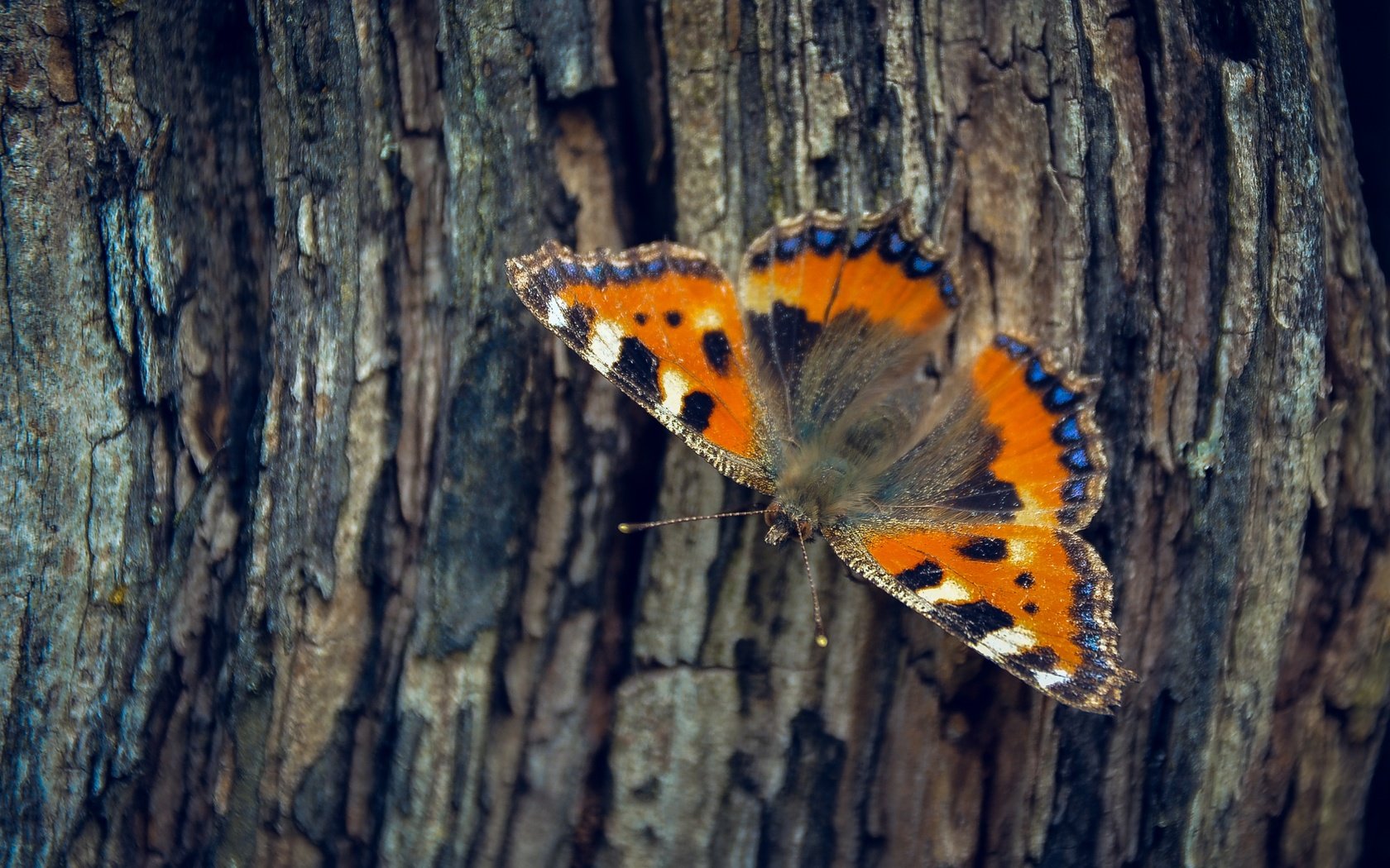 Обои дерево, насекомое, бабочка, крылья, кора, tree, insect, butterfly, wings, bark разрешение 2501x1563 Загрузить