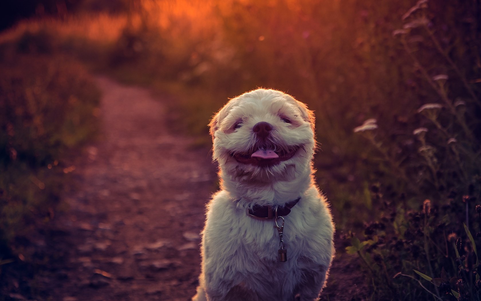 Обои закат, фон, улыбка, собака, язык, ши-тцу, e b, sunset, background, smile, dog, language, shih tzu разрешение 2784x1861 Загрузить