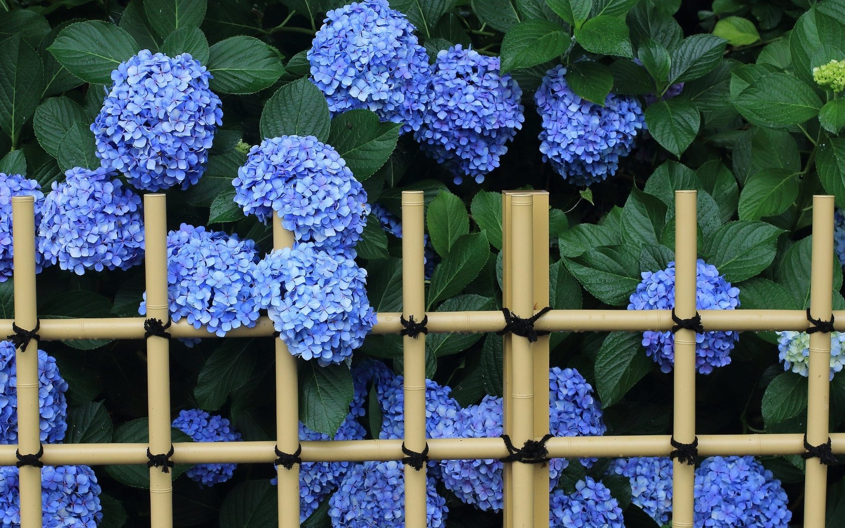 Обои цветы, листья, забор, соцветия, гортензия, flowers, leaves, the fence, inflorescence, hydrangea разрешение 2048x1338 Загрузить