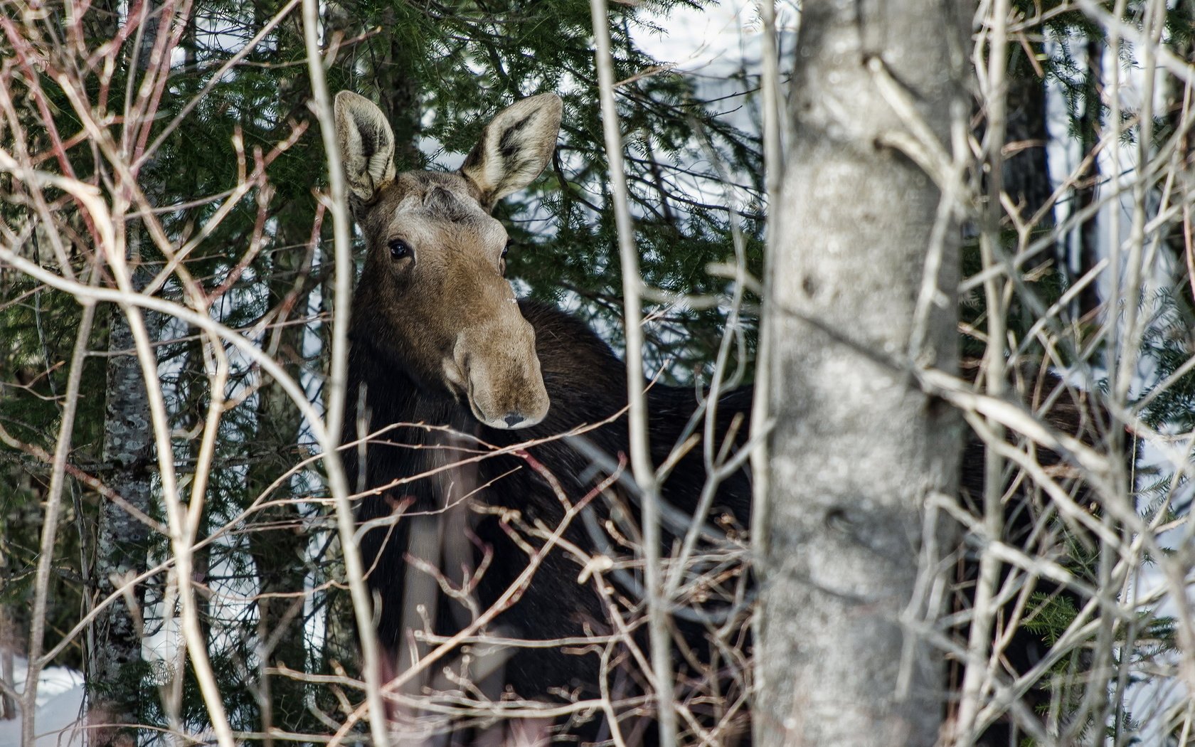 Обои деревья, лес, ветки, животное, лось, лосенок, trees, forest, branches, animal, moose, calf разрешение 1920x1200 Загрузить