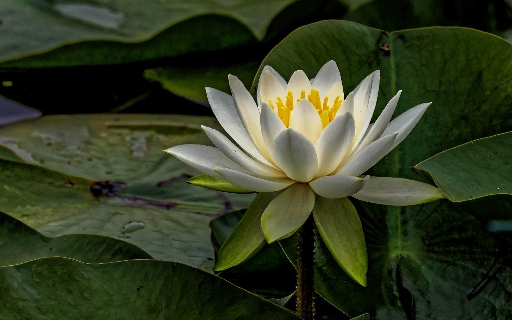 Обои листья, макро, цветок, белый, кувшинка, водяная лилия, leaves, macro, flower, white, lily, water lily разрешение 2048x1353 Загрузить