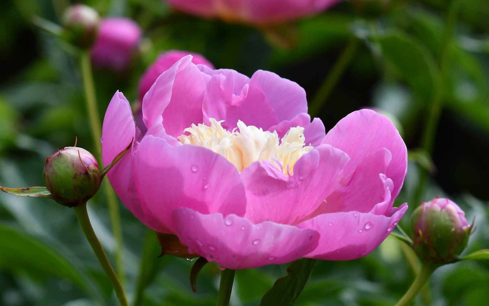 Обои бутоны, листья, макро, цветок, лепестки, розовый, пион, buds, leaves, macro, flower, petals, pink, peony разрешение 2048x1365 Загрузить