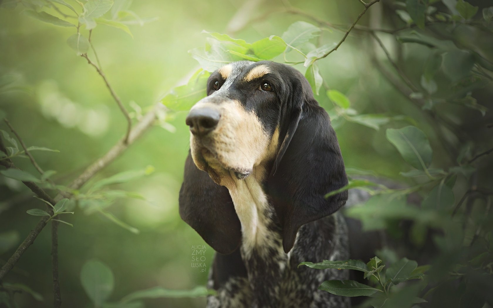 Обои морда, листья, ветки, собака, бассет, бассет-хаунд, face, leaves, branches, dog, bassett, the basset hound разрешение 2048x1365 Загрузить