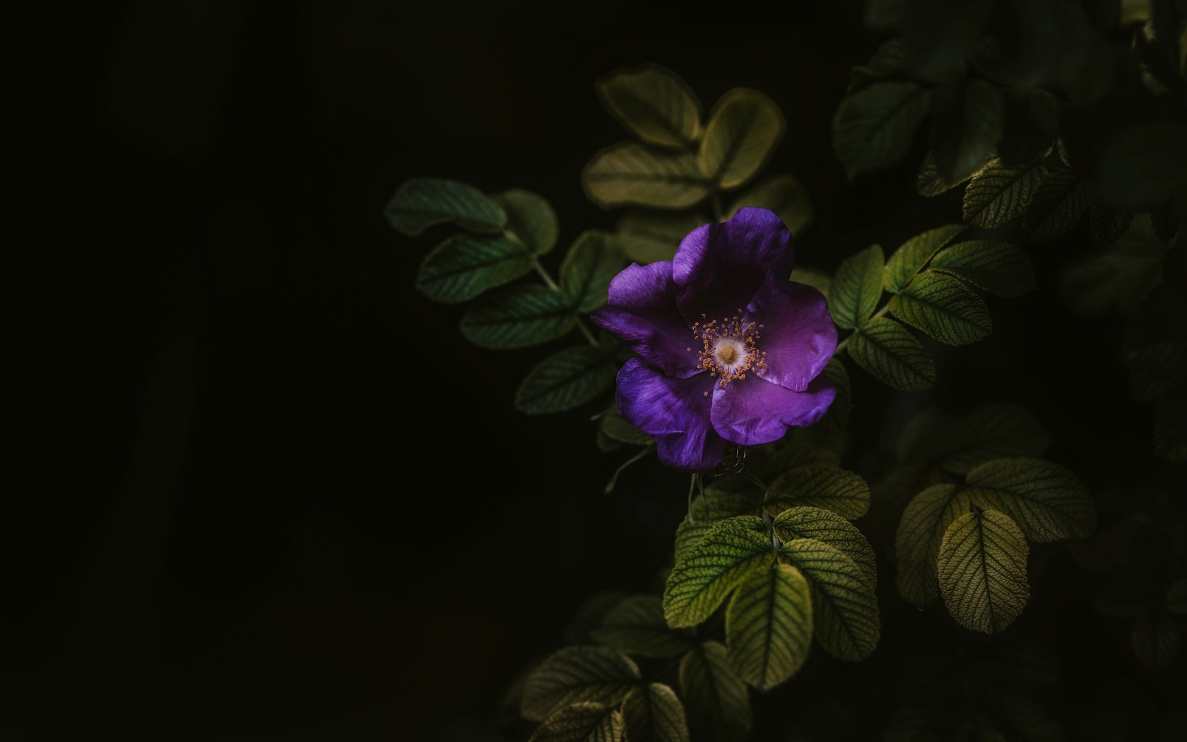 Обои листья, макро, цветок, черный фон, куст, leaves, macro, flower, black background, bush разрешение 7360x4540 Загрузить