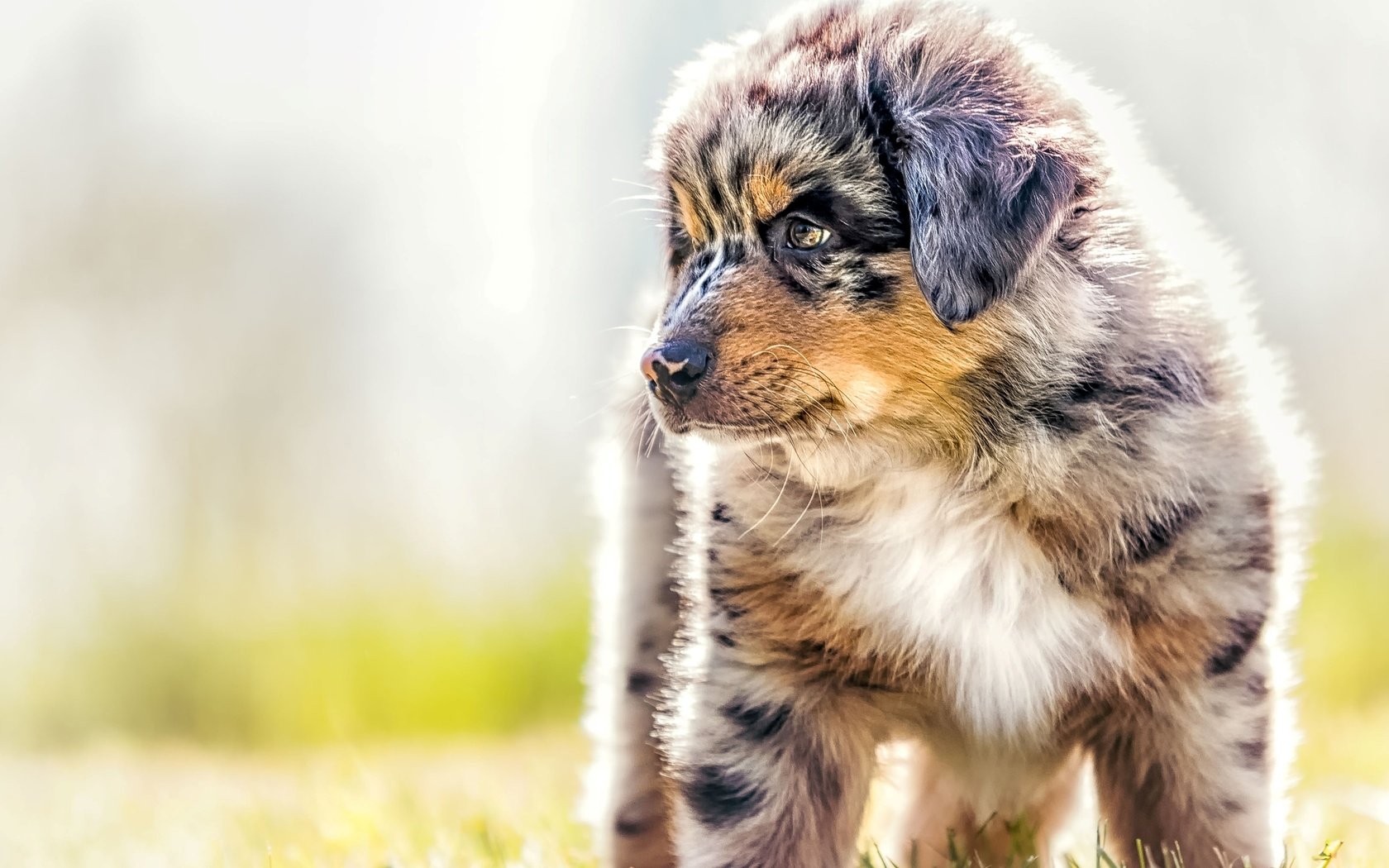 Обои собака, щенок, овчарка, австралийская овчарка, аусси, dog, puppy, shepherd, australian shepherd, aussie разрешение 2880x1800 Загрузить