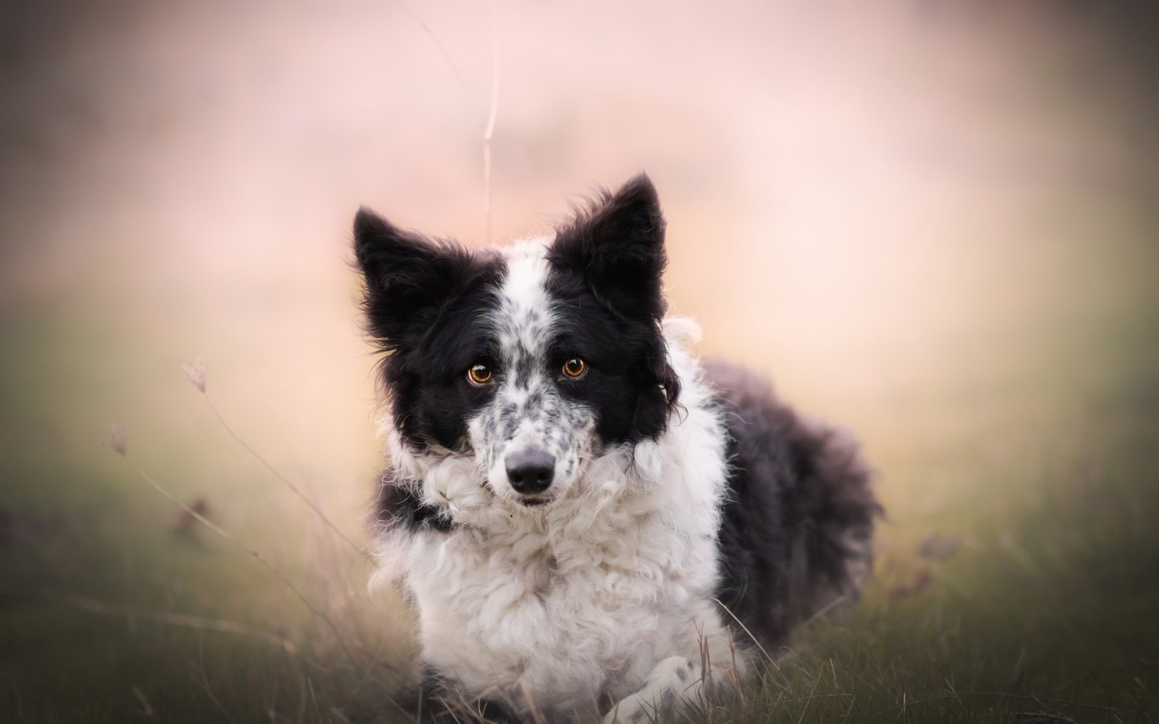 Обои природа, взгляд, собака, друг, бордер-колли, nature, look, dog, each, the border collie разрешение 2560x1613 Загрузить