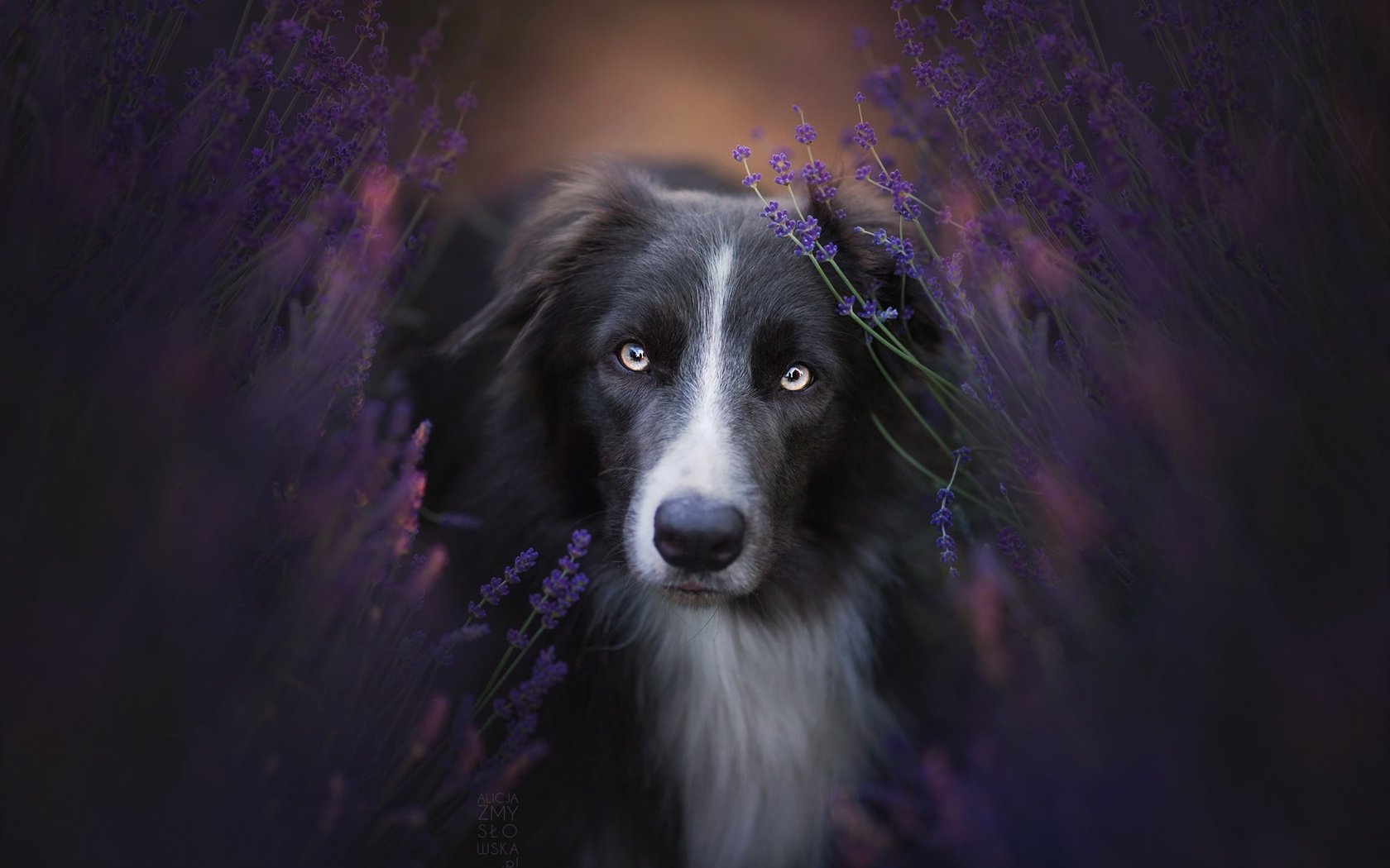 Обои цветы, природа, взгляд, собака, бордер-колли, flowers, nature, look, dog, the border collie разрешение 2048x1365 Загрузить