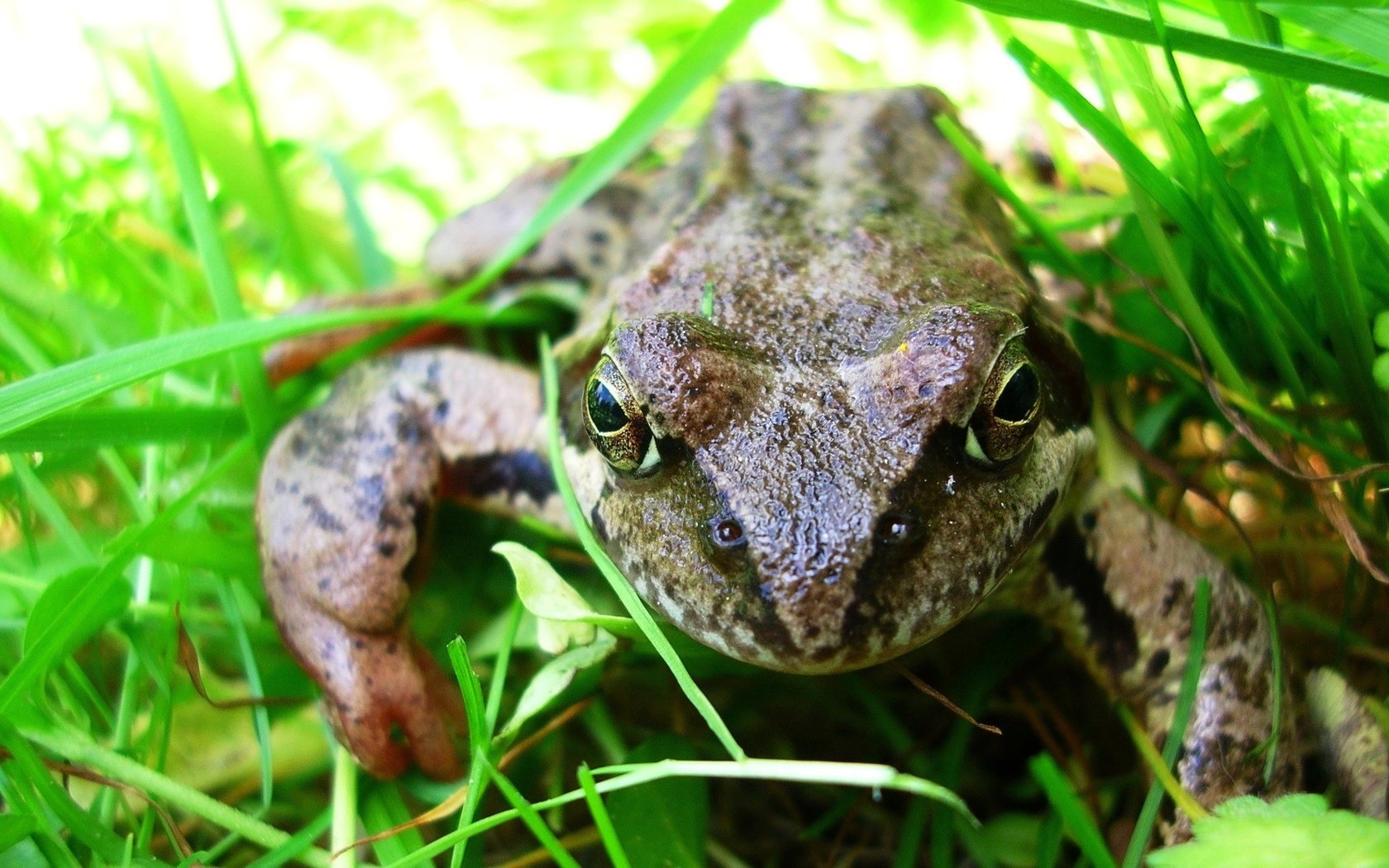 Обои глаза, трава, макро, лето, сад, лягушка, жаба, земноводные, eyes, grass, macro, summer, garden, frog, toad, amphibians разрешение 2288x1350 Загрузить