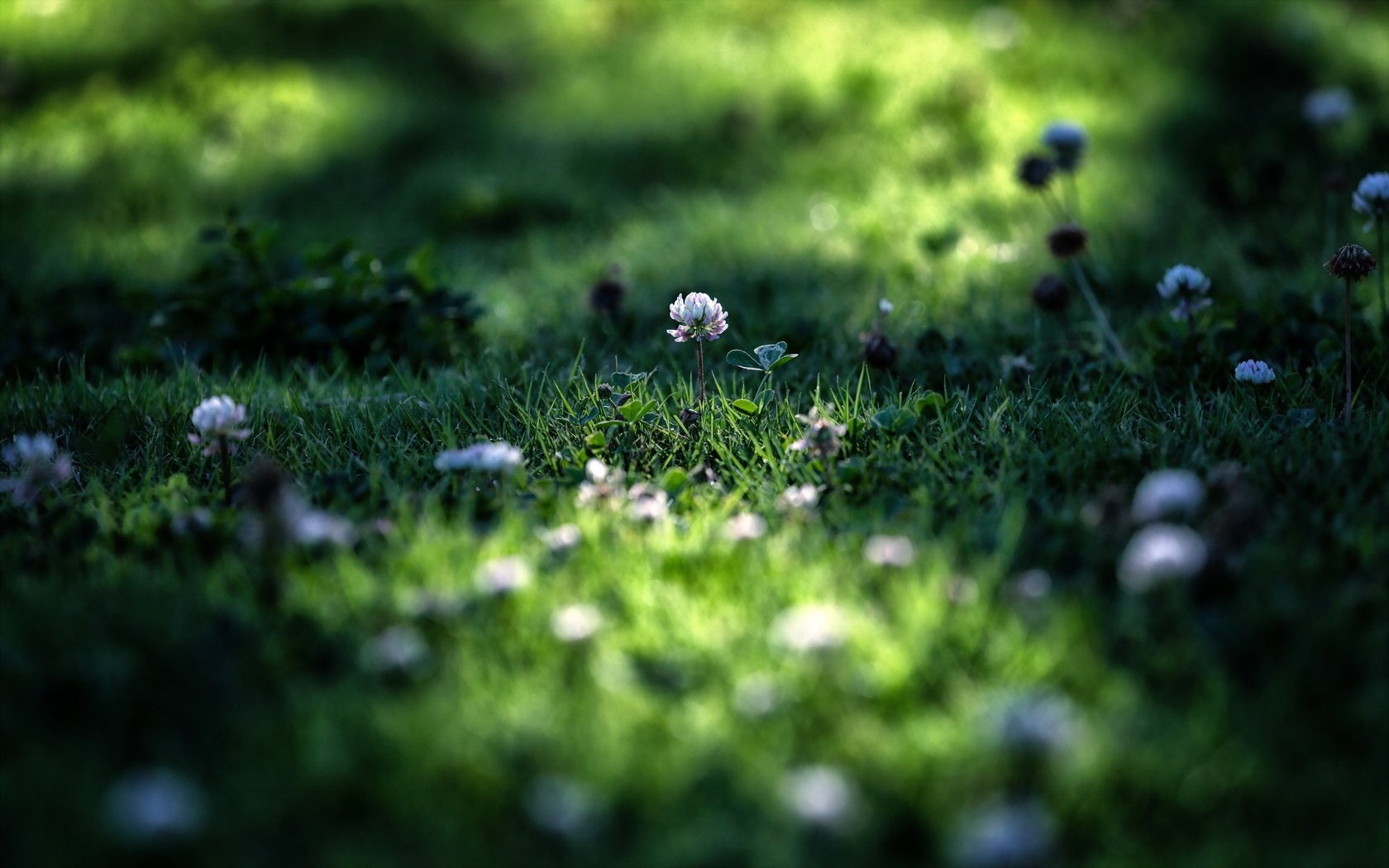 Обои цветы, трава, клевер, макро, лето, лужайка, flowers, grass, clover, macro, summer, lawn разрешение 2560x1600 Загрузить