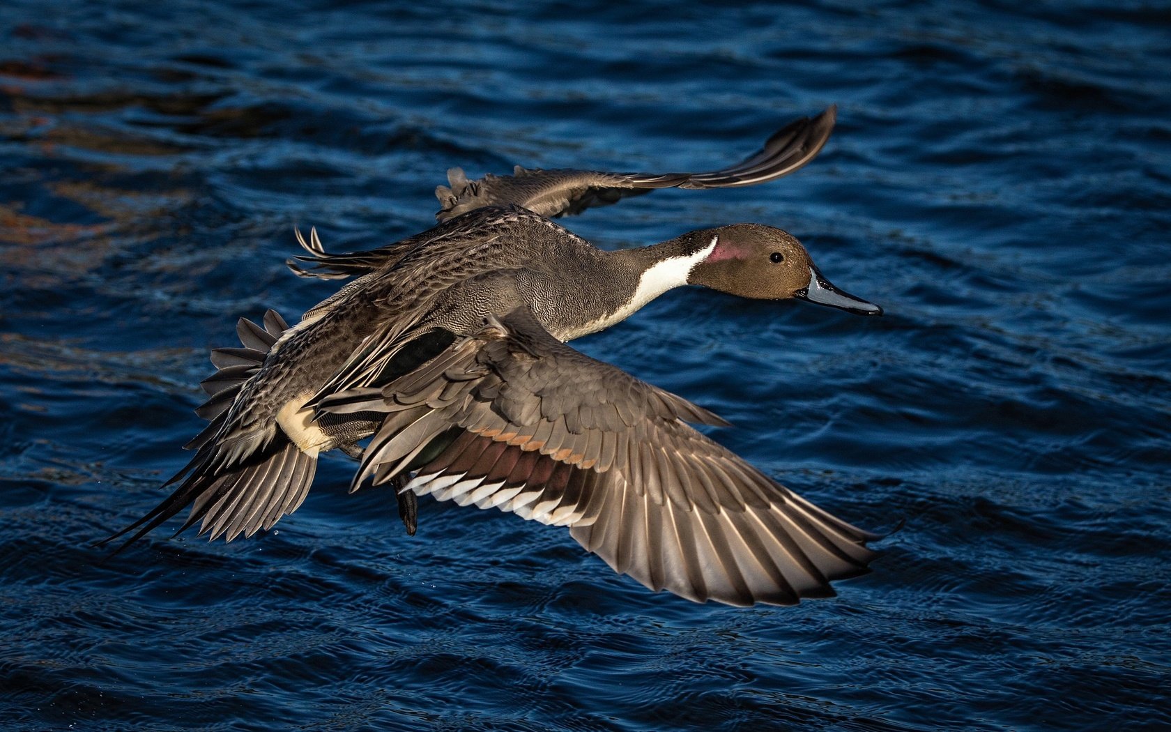 Обои вода, полет, крылья, птица, клюв, перья, утка, water, flight, wings, bird, beak, feathers, duck разрешение 2048x1302 Загрузить