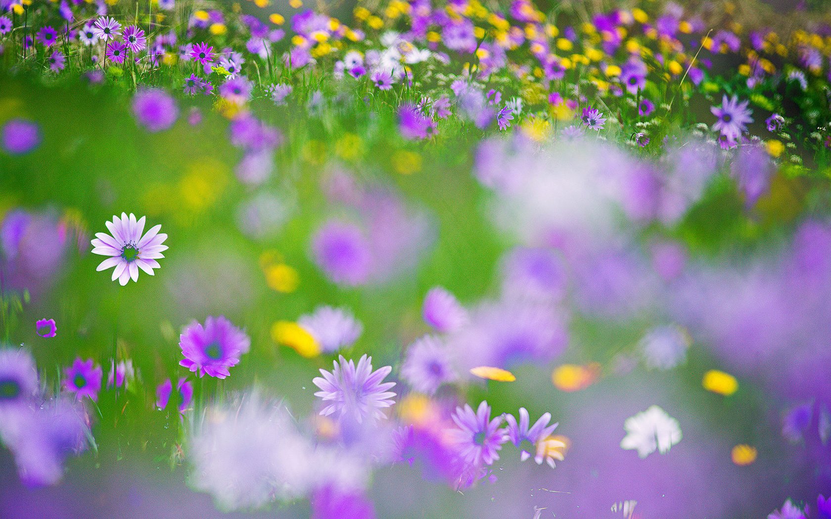 Обои цветы, размытость, луг, полевые цветы, flowers, blur, meadow, wildflowers разрешение 1920x1200 Загрузить