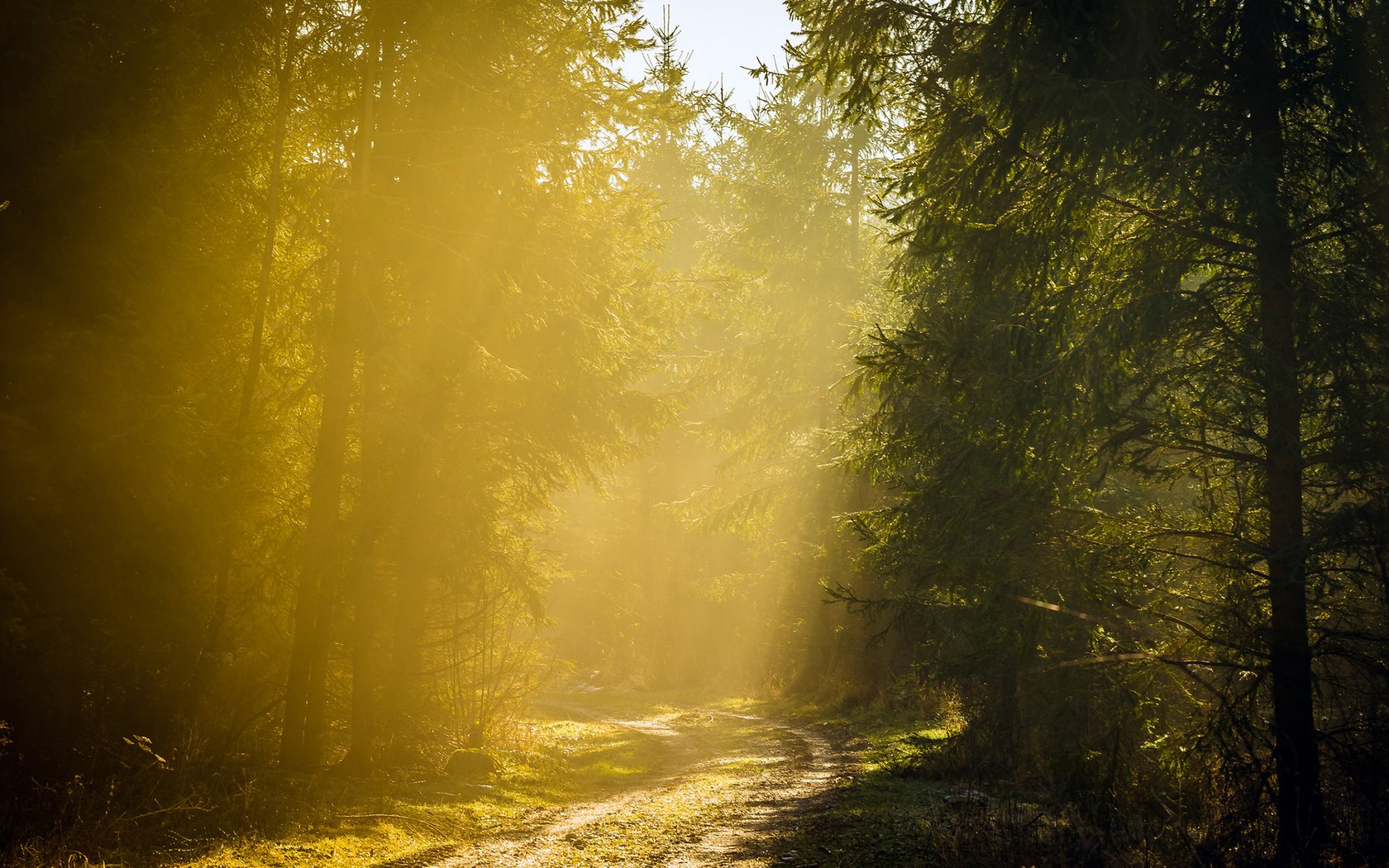 Обои дорога, деревья, лес, утро, туман, road, trees, forest, morning, fog разрешение 1920x1200 Загрузить