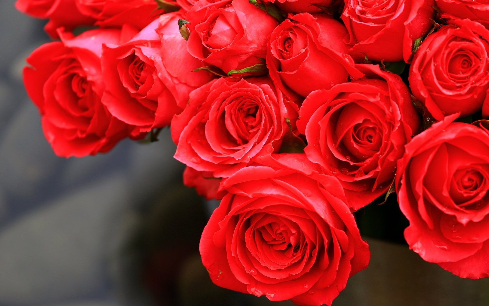 Обои цветы, бутоны, розы, лепестки, красные, flowers, buds, roses, petals, red разрешение 2048x1365 Загрузить