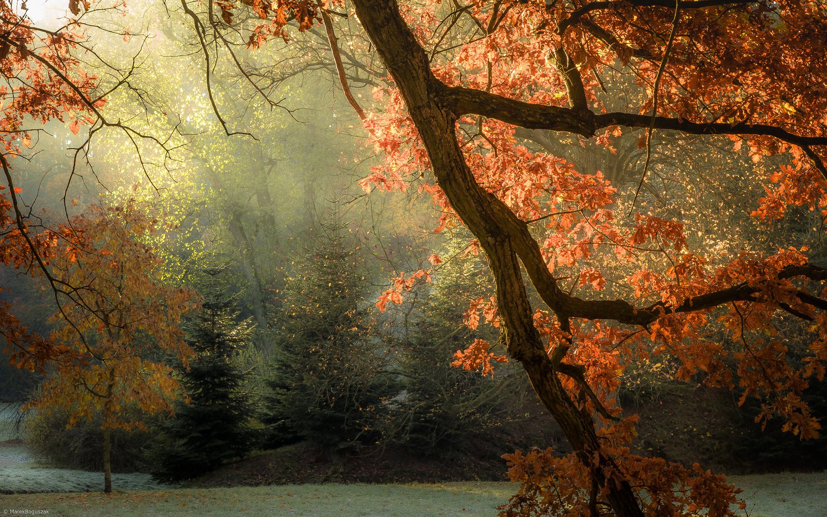 Обои свет, деревья, листья, лучи, осень, light, trees, leaves, rays, autumn разрешение 1920x1200 Загрузить