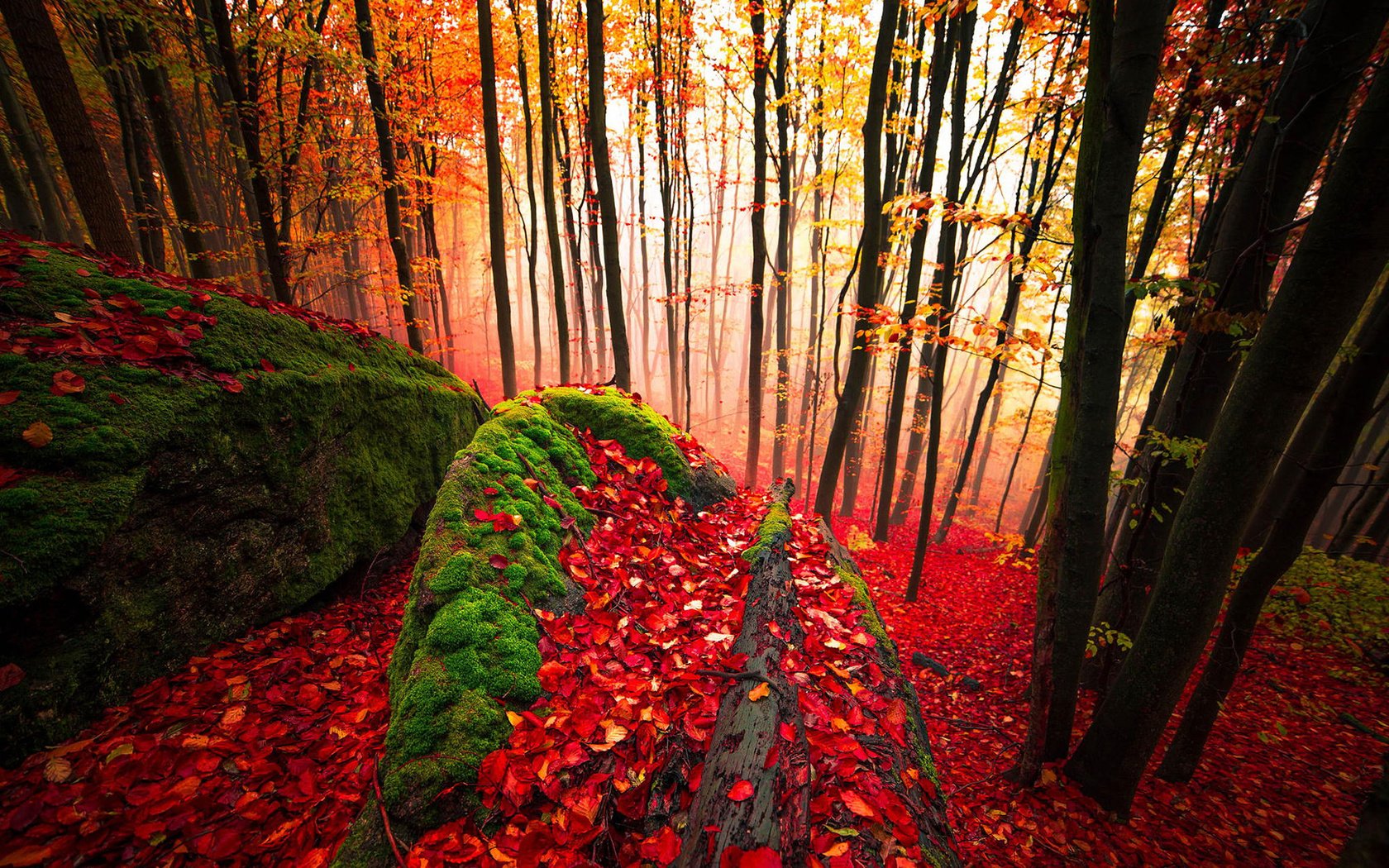 Обои деревья, лес, листья, стволы, осень, мох, trees, forest, leaves, trunks, autumn, moss разрешение 1920x1200 Загрузить