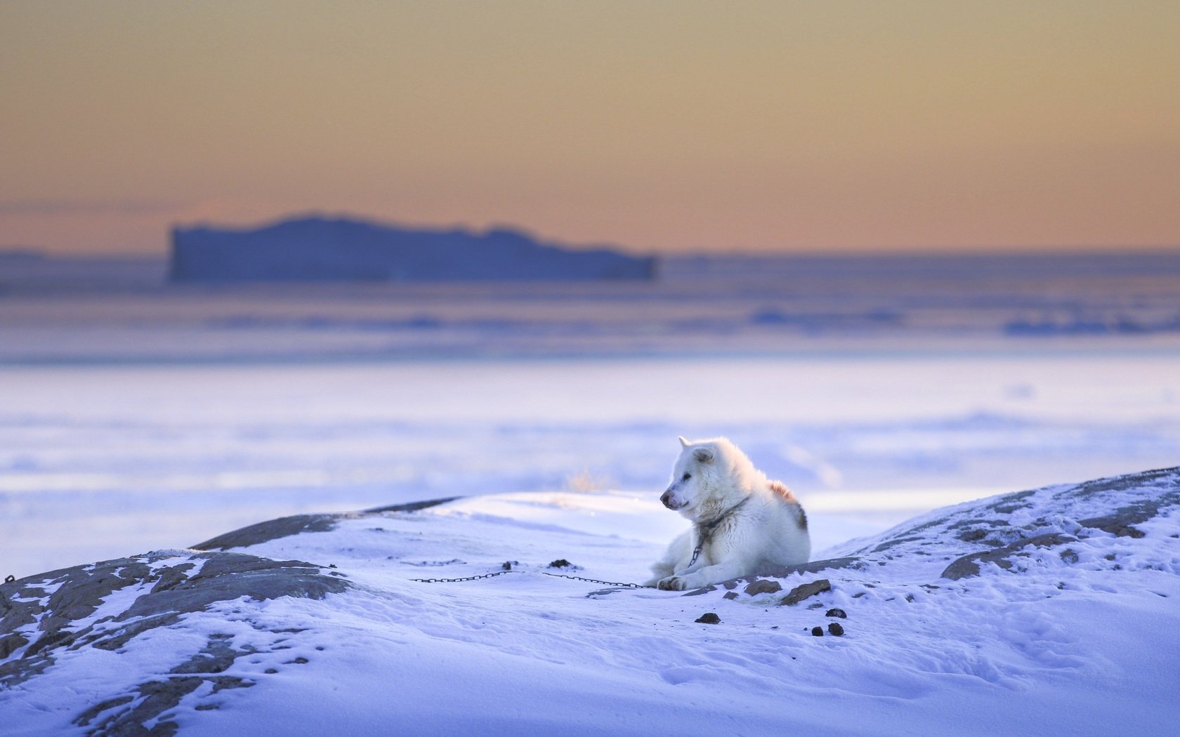 Обои снег, природа, зима, собака, пес, snow, nature, winter, dog разрешение 2560x1707 Загрузить