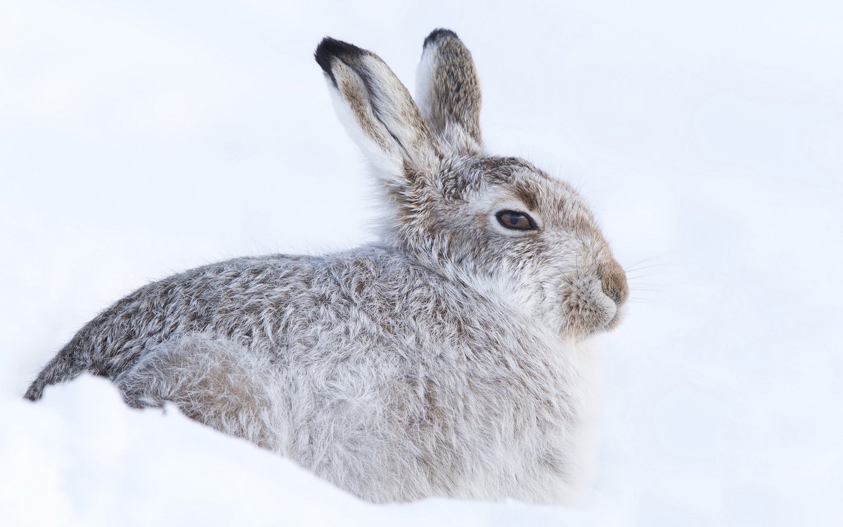 Обои снег, зима, кролик, холодно, заяц, прячется, грызун, snow, winter, rabbit, cold, hare, hiding, rodent разрешение 1920x1200 Загрузить