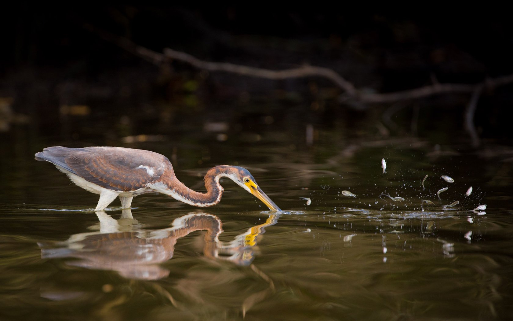 Обои вода, отражение, птица, клюв, цапля, water, reflection, bird, beak, heron разрешение 1920x1200 Загрузить