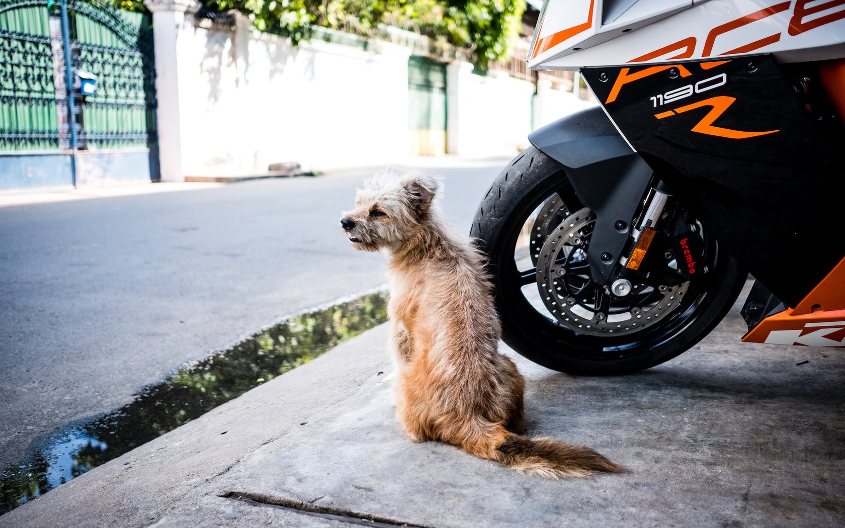 Обои город, собака, улица, мотоцикл, пес, the city, dog, street, motorcycle разрешение 2500x1667 Загрузить
