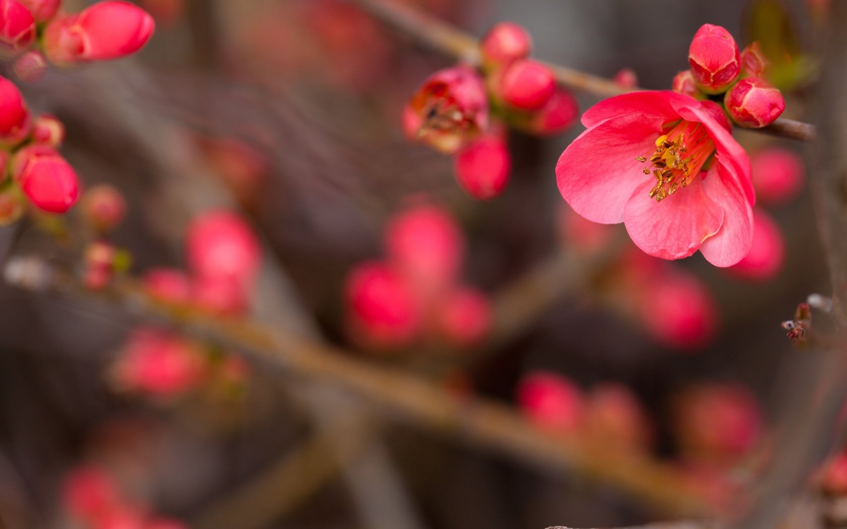 Обои цветы, цветение, ветви, размытость, розовые, flowers, flowering, branch, blur, pink разрешение 5616x3744 Загрузить