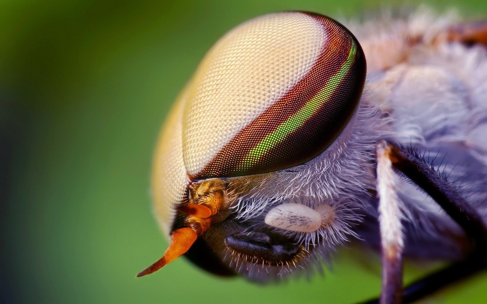 Обои глаза, макро, насекомое, муха, eyes, macro, insect, fly разрешение 1920x1200 Загрузить