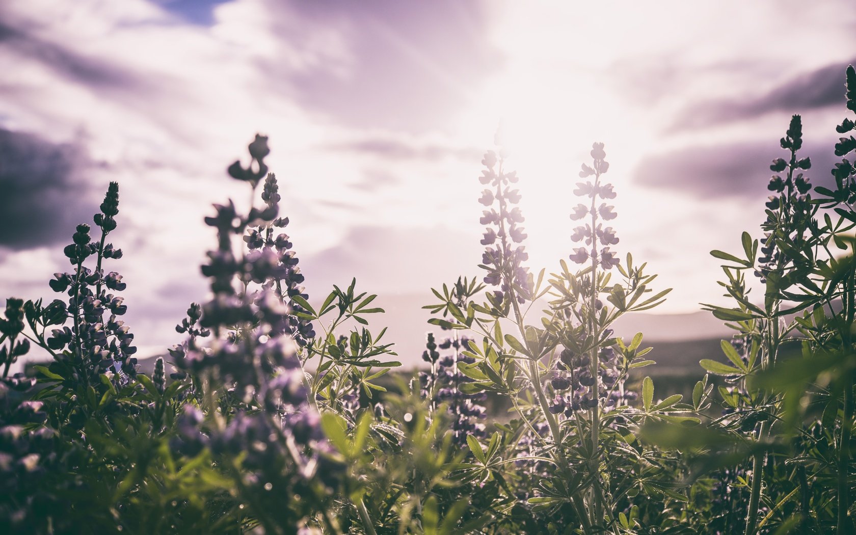 Обои цветы, листья, поле, стебли, солнечный свет, шалфей, flowers, leaves, field, stems, sunlight, sage разрешение 7360x4912 Загрузить