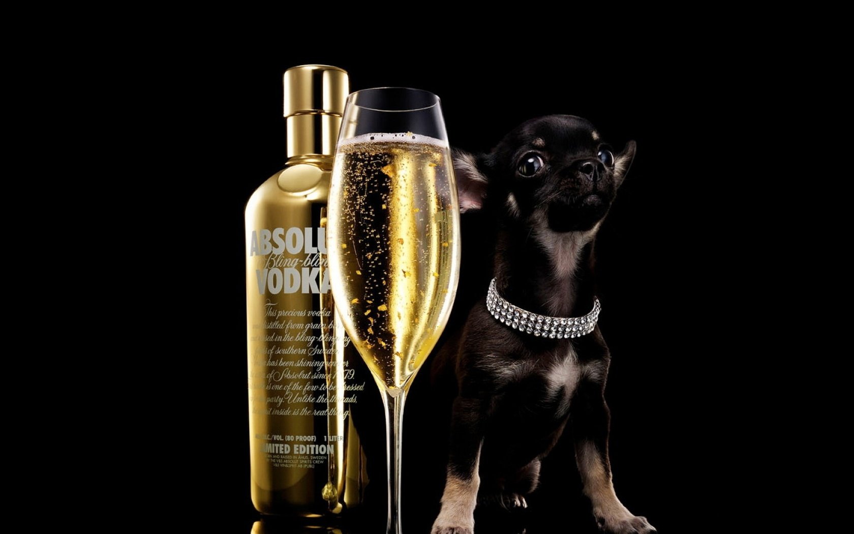 Обои собака, абсолют, щенок, чихуахуа, бокал, absolut, черный фон, бутылка, шампанское, алкоголь, водка, dog, absolute, puppy, chihuahua, glass, black background, bottle, champagne, alcohol, vodka разрешение 1920x1080 Загрузить