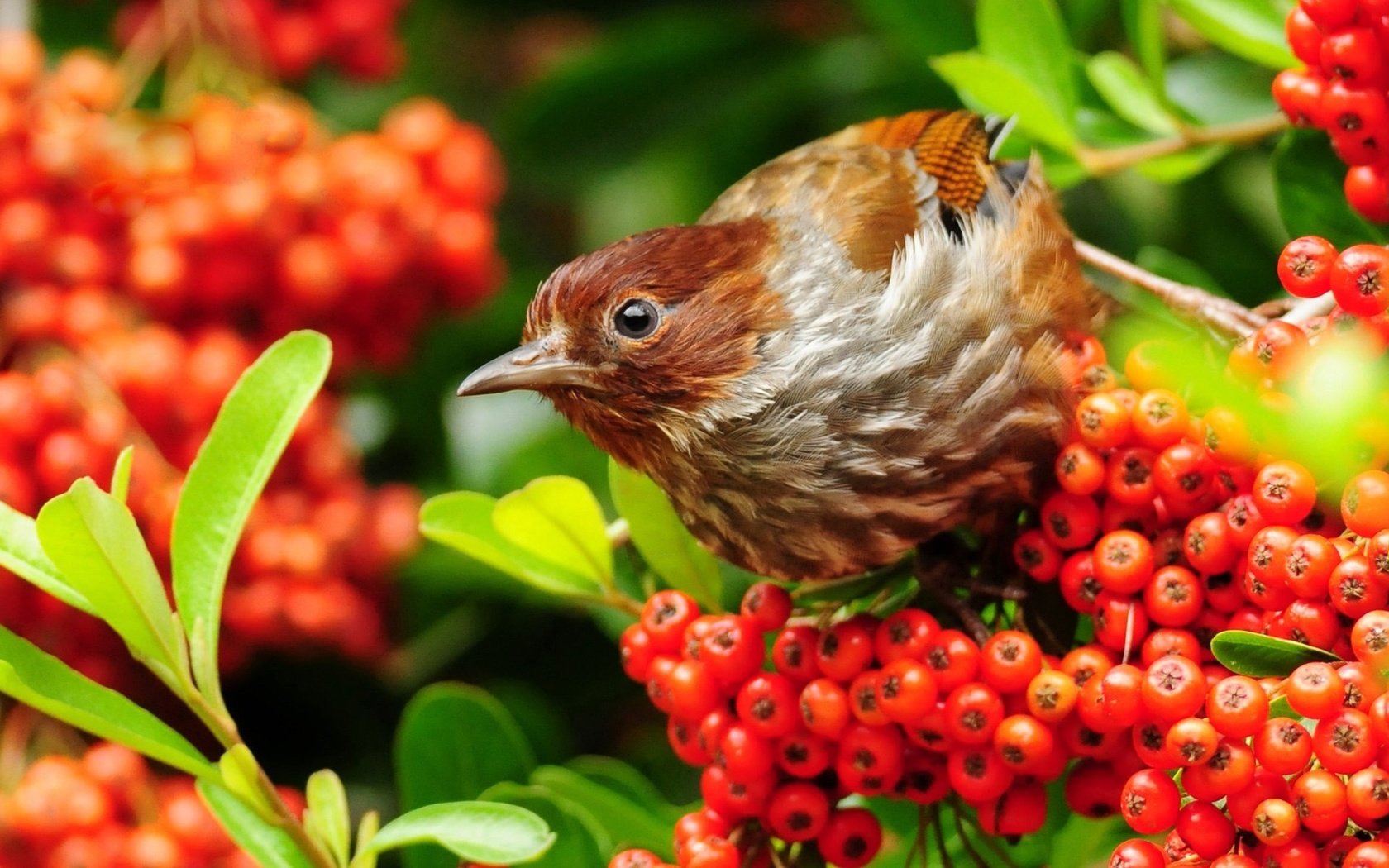 Обои листья, птица, клюв, воробей, ягоды, рябина, leaves, bird, beak, sparrow, berries, rowan разрешение 1920x1200 Загрузить