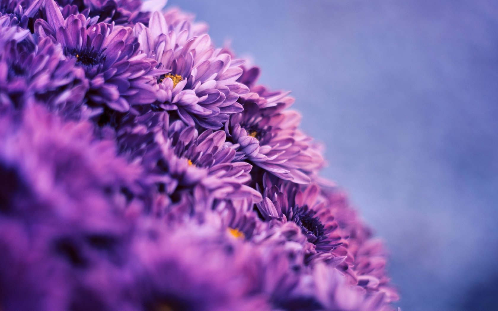 Обои цветы, хризантемы, астры, flowers, chrysanthemum, asters разрешение 2560x1600 Загрузить