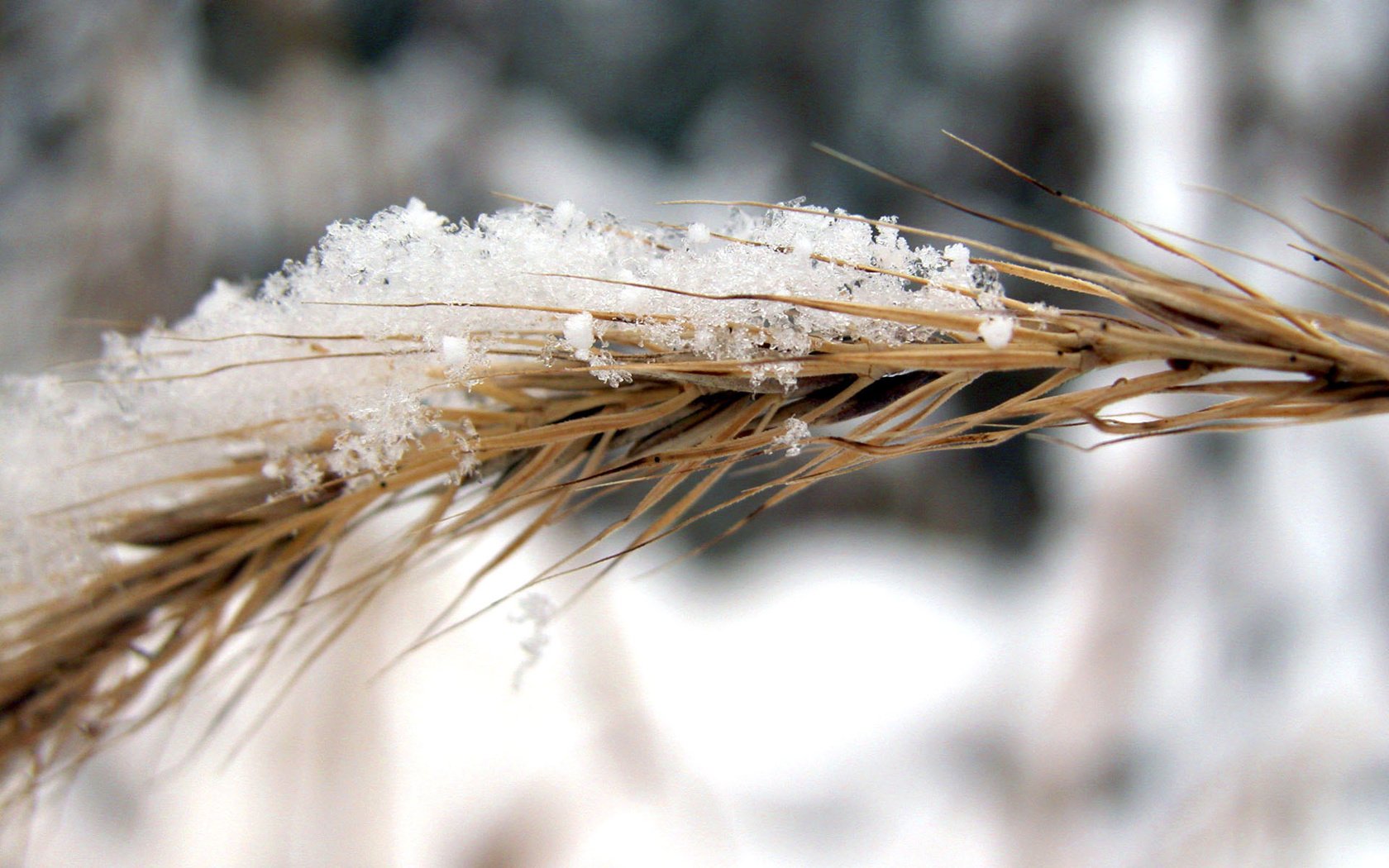 Обои снег, природа, зима, рожь, колос, колосок, snow, nature, winter, rye, ear, spike разрешение 1920x1200 Загрузить