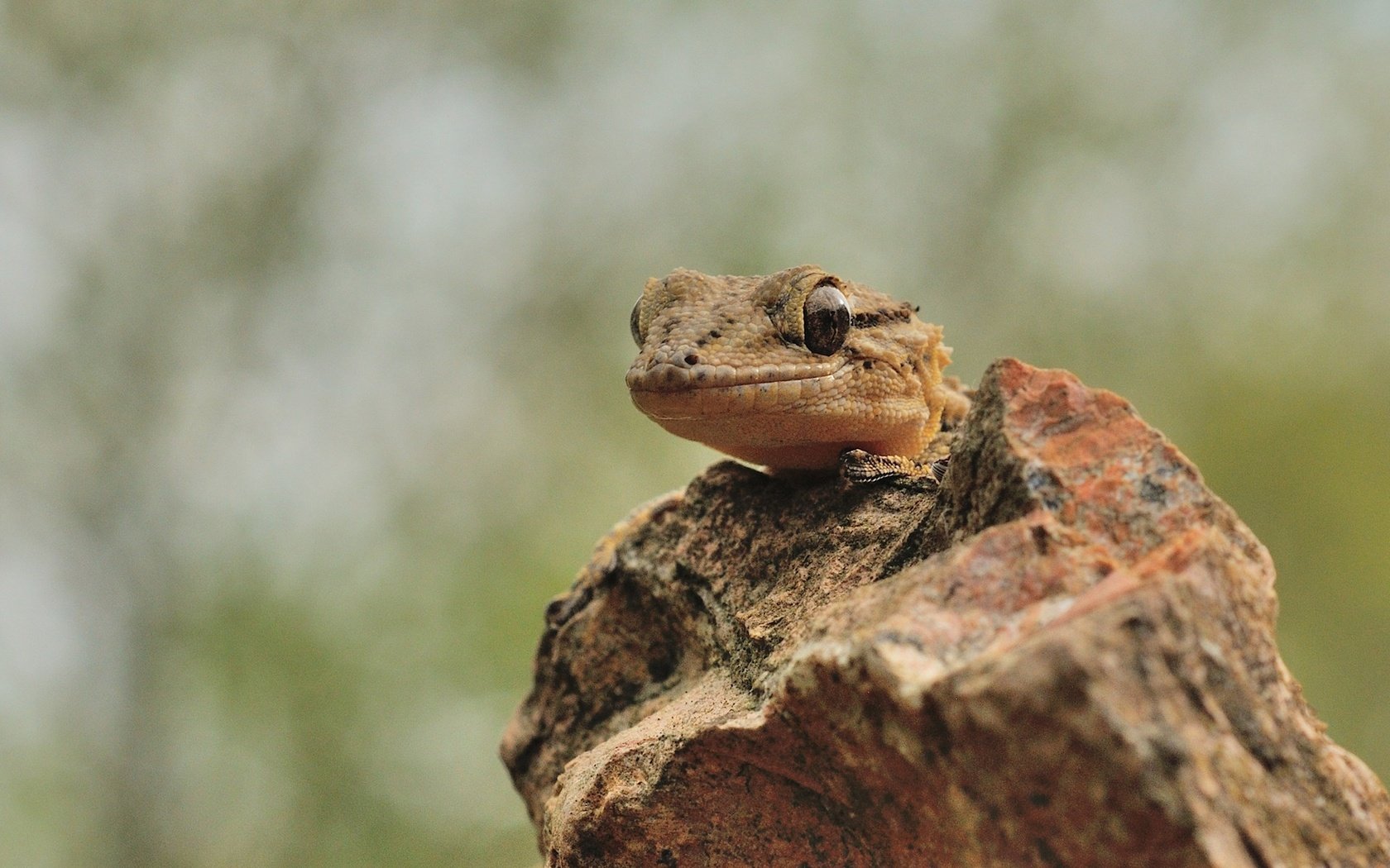 Обои ящерица, геккон, рептилия, пресмыкающееся, lizard, gecko, reptile разрешение 1920x1200 Загрузить