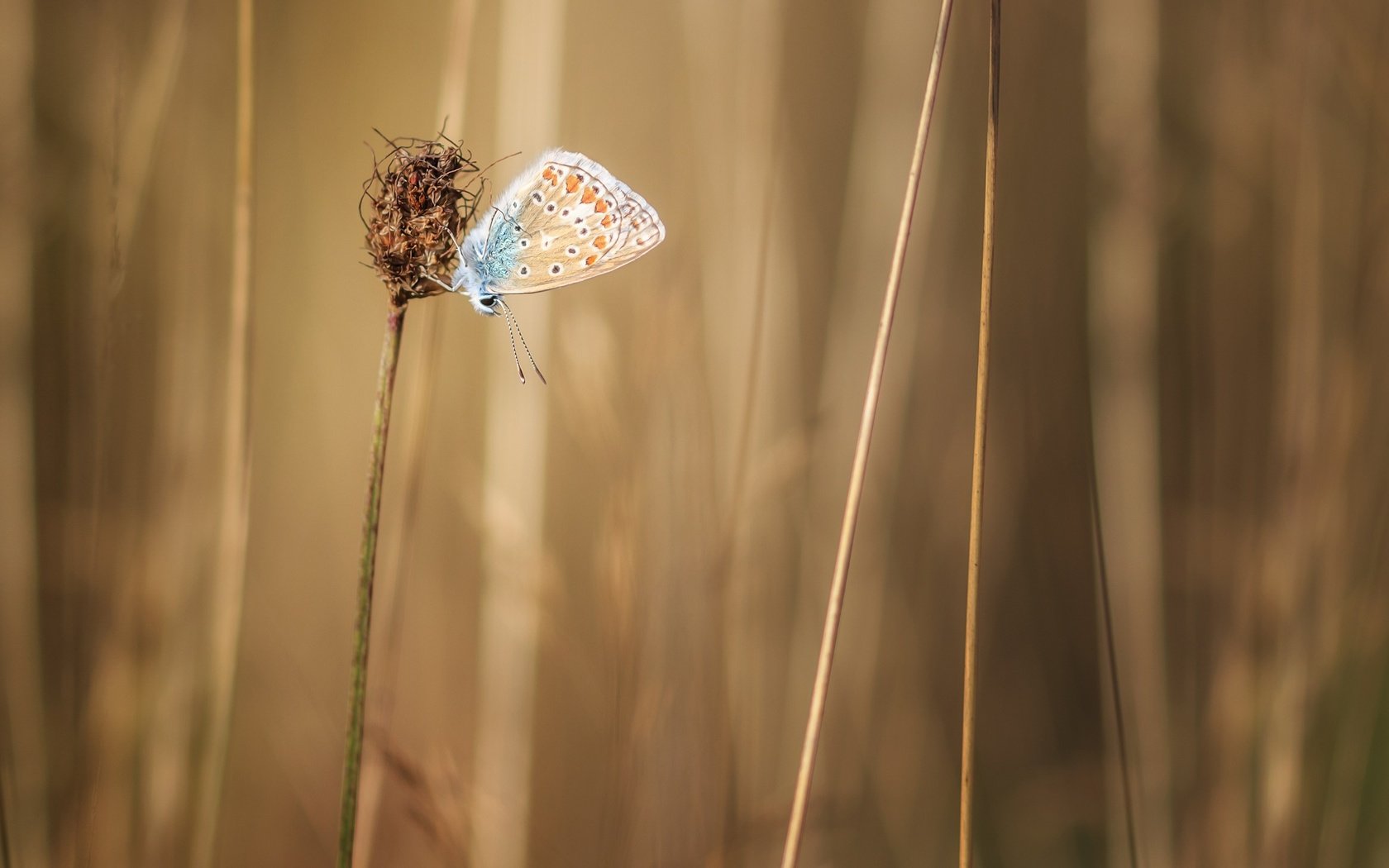 Обои трава, растения, насекомое, бабочка, крылья, стебли, grass, plants, insect, butterfly, wings, stems разрешение 2560x1600 Загрузить