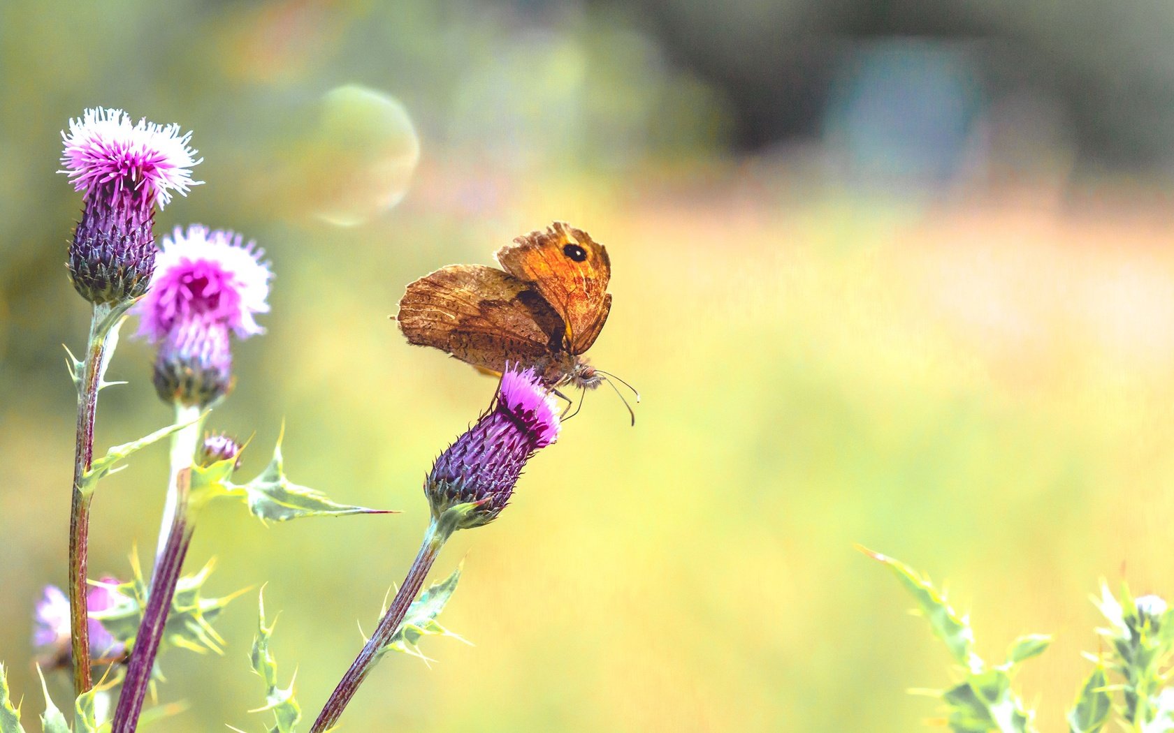 Обои растения, насекомое, бабочка, крылья, чертополох, plants, insect, butterfly, wings, thistle разрешение 2560x1600 Загрузить